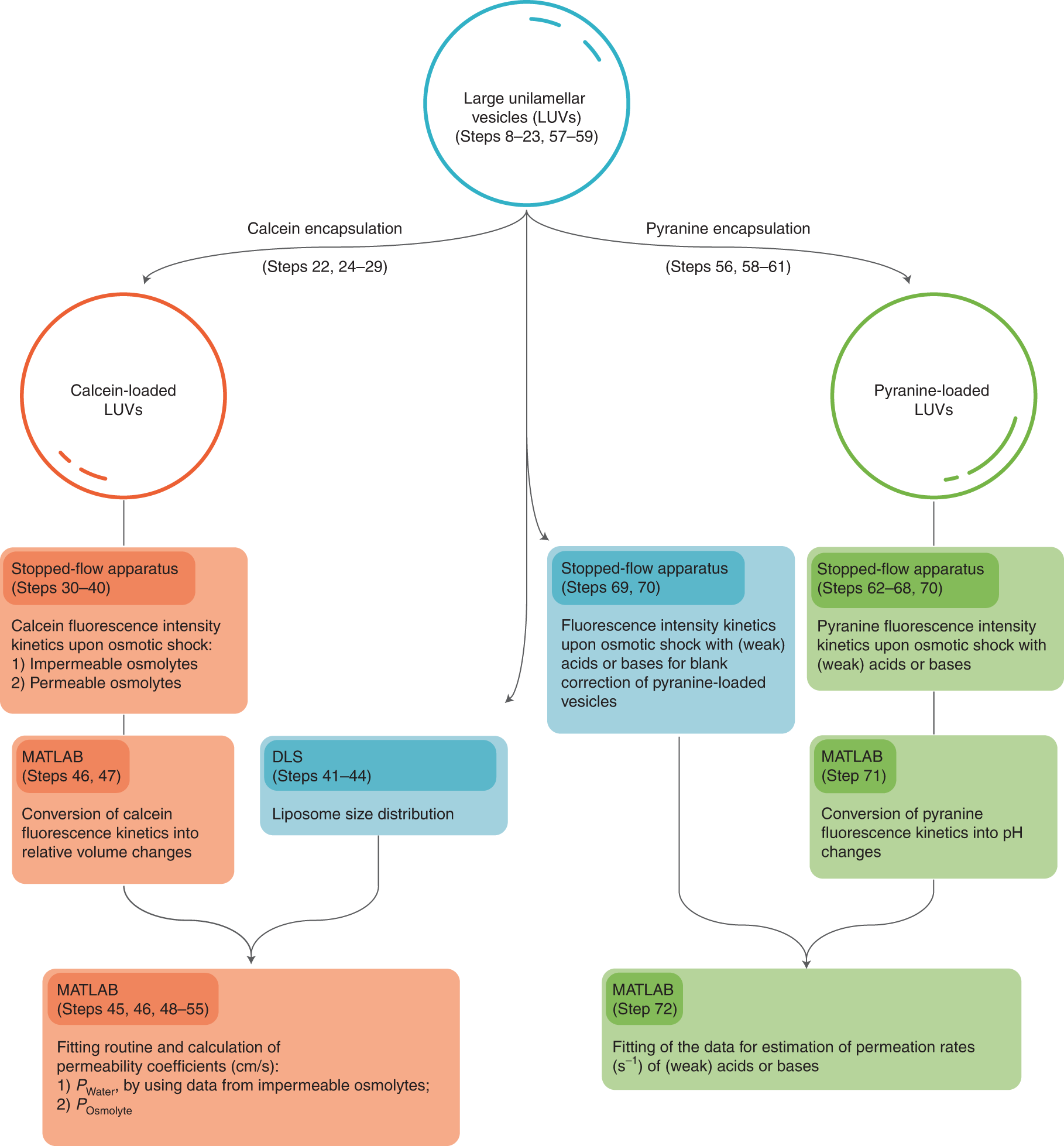 Fig. 2: Workflow of permeability experiments using calcein-loaded (orange), pyranine-loaded (lime green) and dye-free vesicles (light blue).