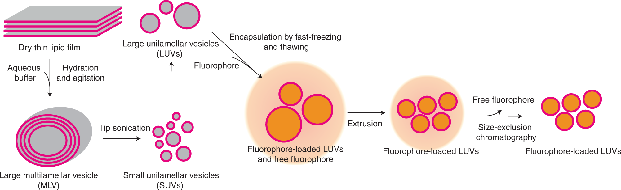 Fig. 3: Schematic representation of liposome preparation and fluorophore encapsulation.