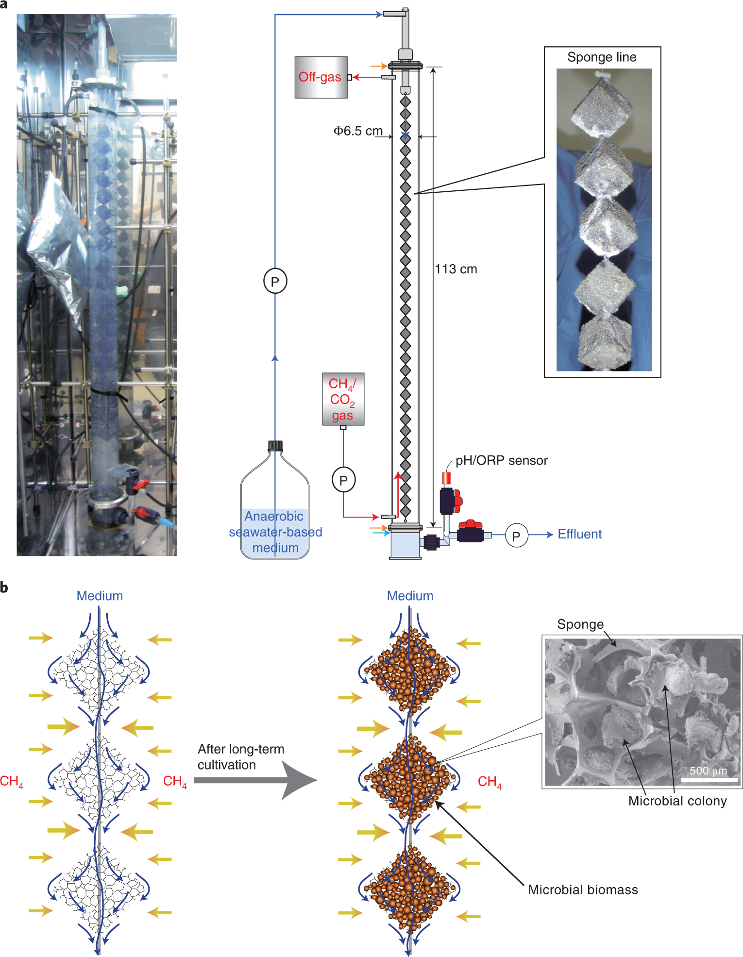 Fig. 1: The DHS bioreactor.