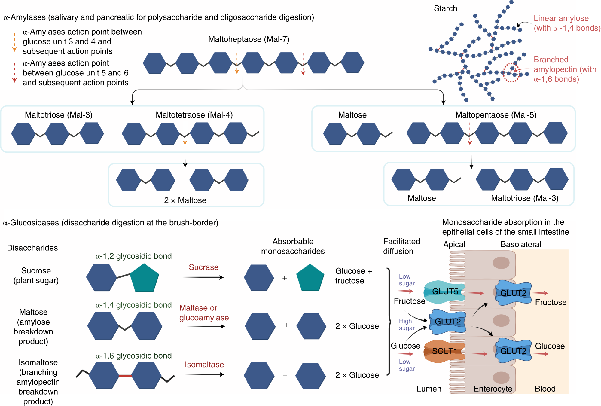 Fig. 1: The digestion and absorption of starch and sugars in the gastrointestinal system.