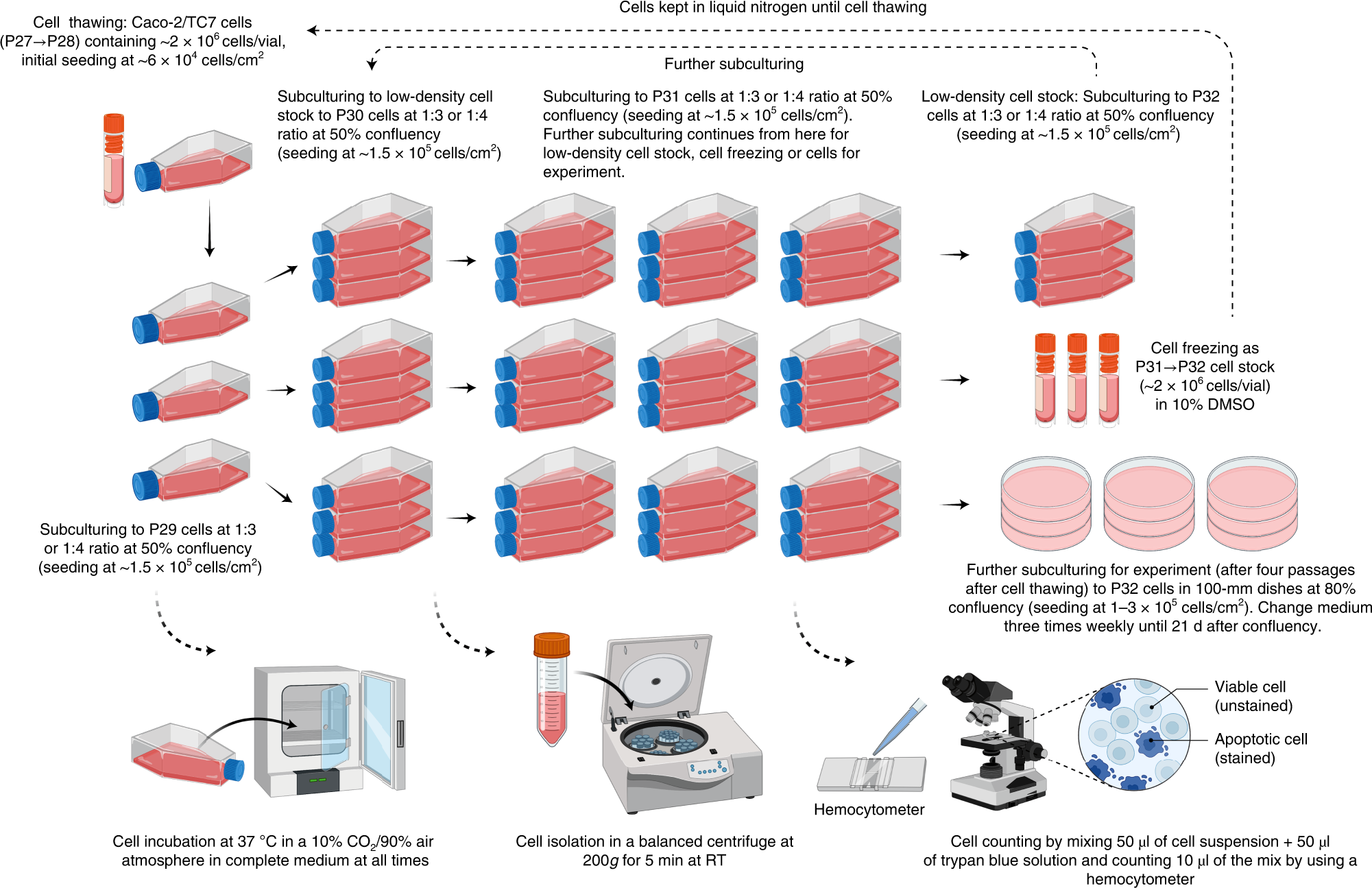 Fig. 2: Schematic outline of Caco-2/TC7 human intestinal cell culture.