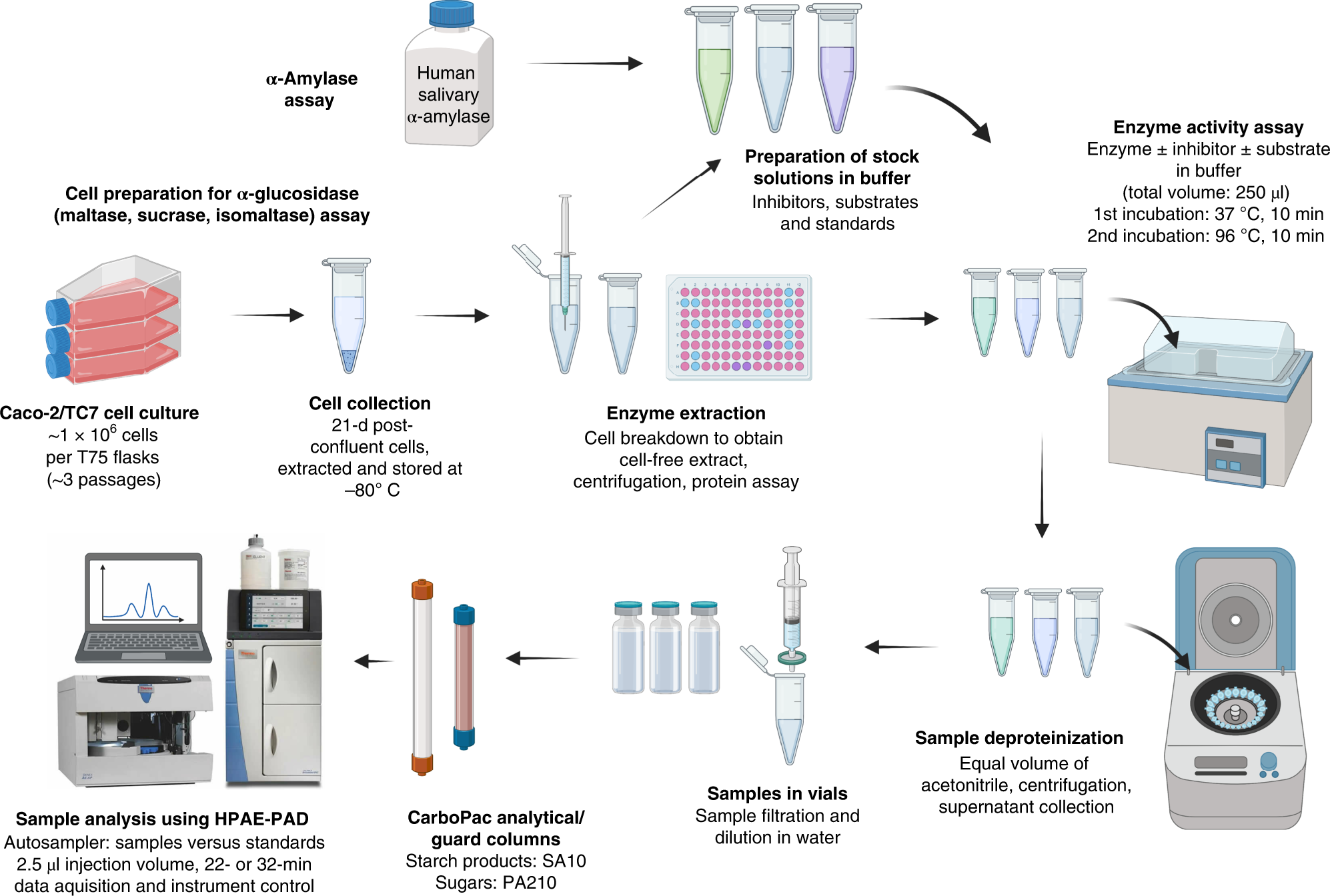 Fig. 3: Diagrammatic summary of the entire assay procedure.