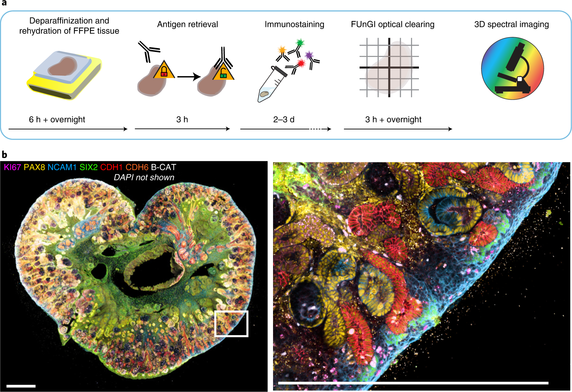 Fig. 5: mLSR-3D imaging of deparaffinized FFPE tissue.