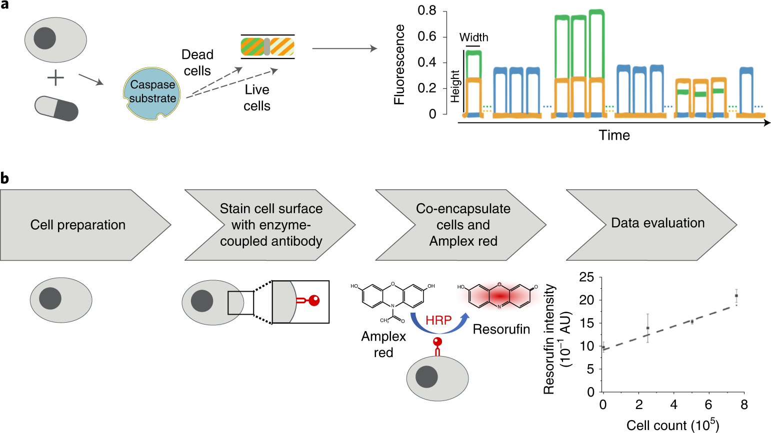 Fig. 2: Schematic representation of assay workflow.