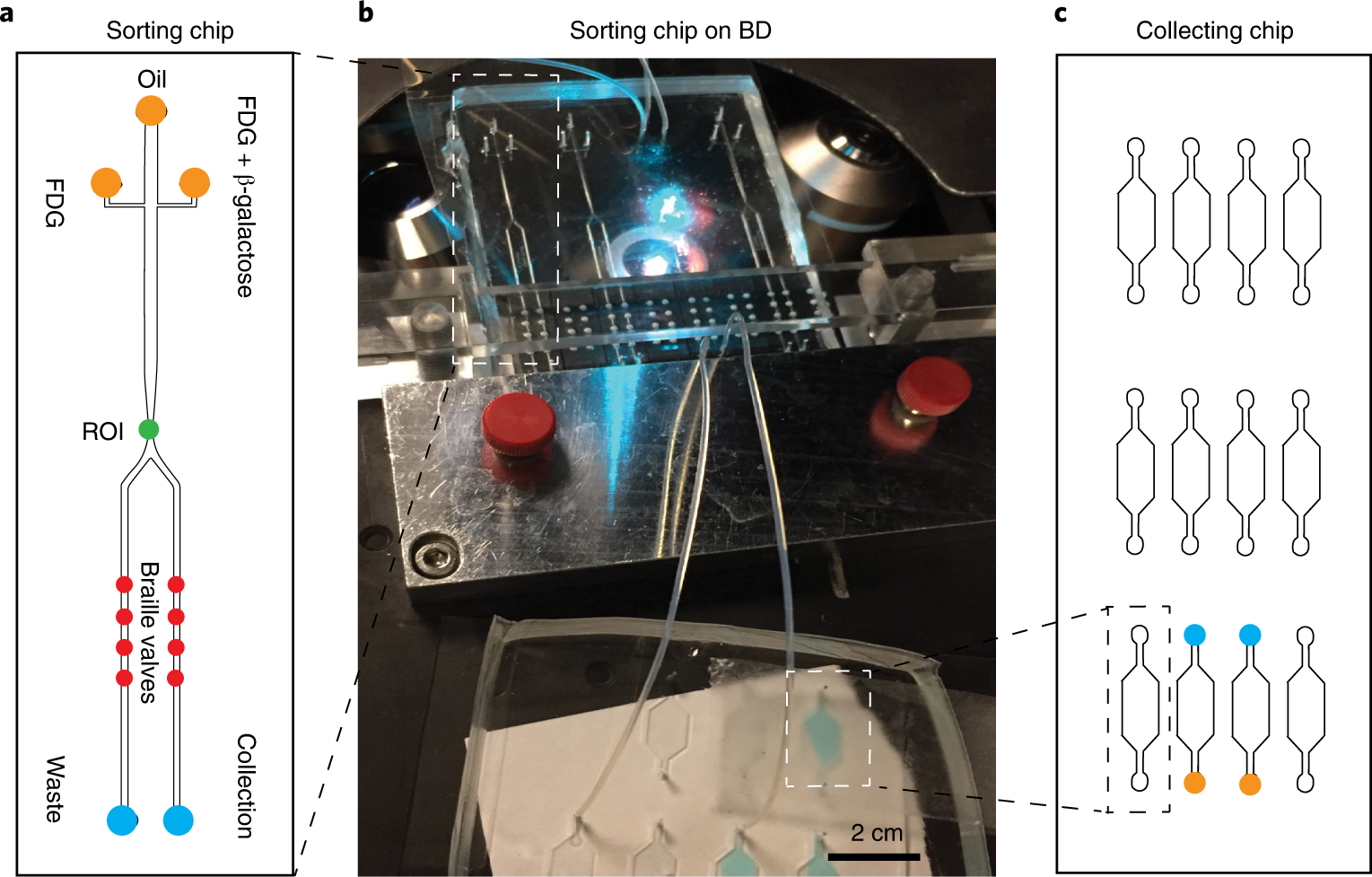 Fig. 3: Sorting of droplets according to enzymatic activity.