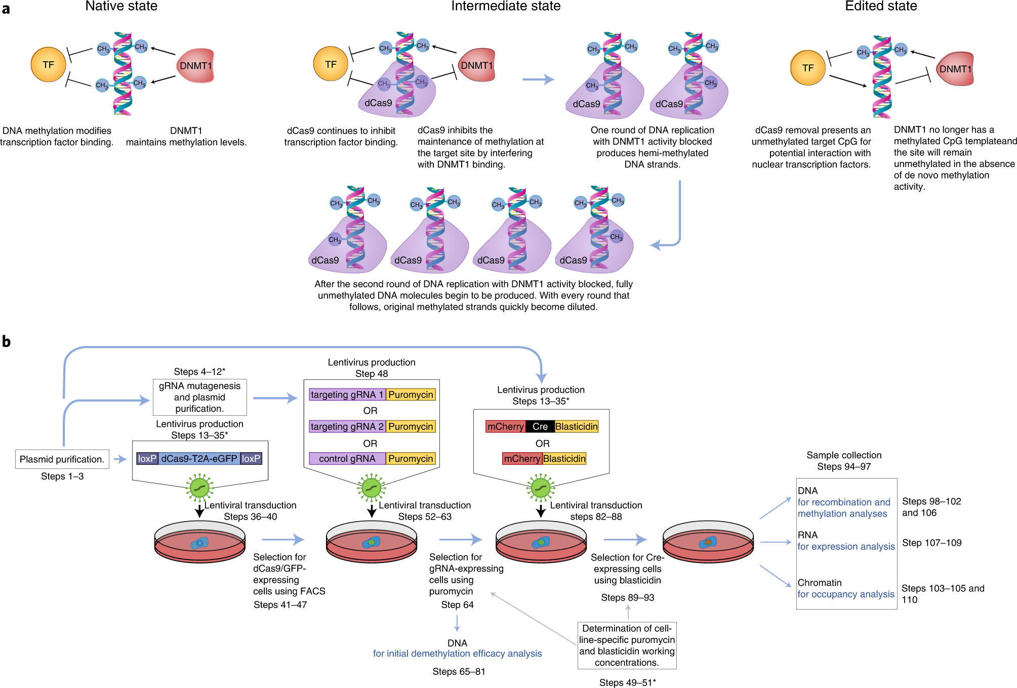 Fig. 1: Conceptual and experimental overviews of the Procedure.