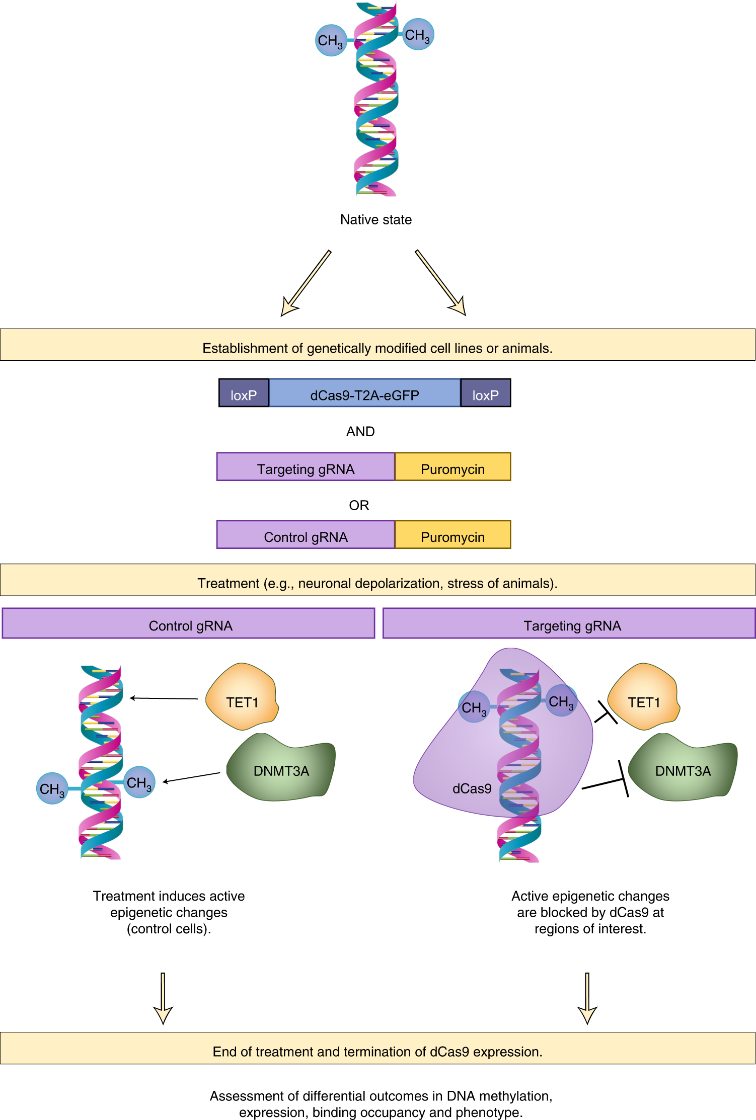 Fig. 2: Modified protocol.