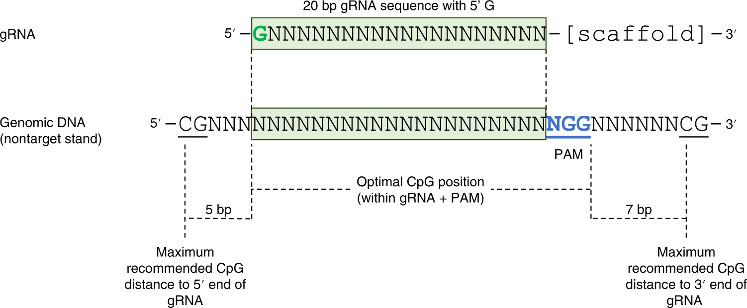 Fig. 3: Recommendations for CpG positioning relative to the position of the gRNA sequence in the DNA.