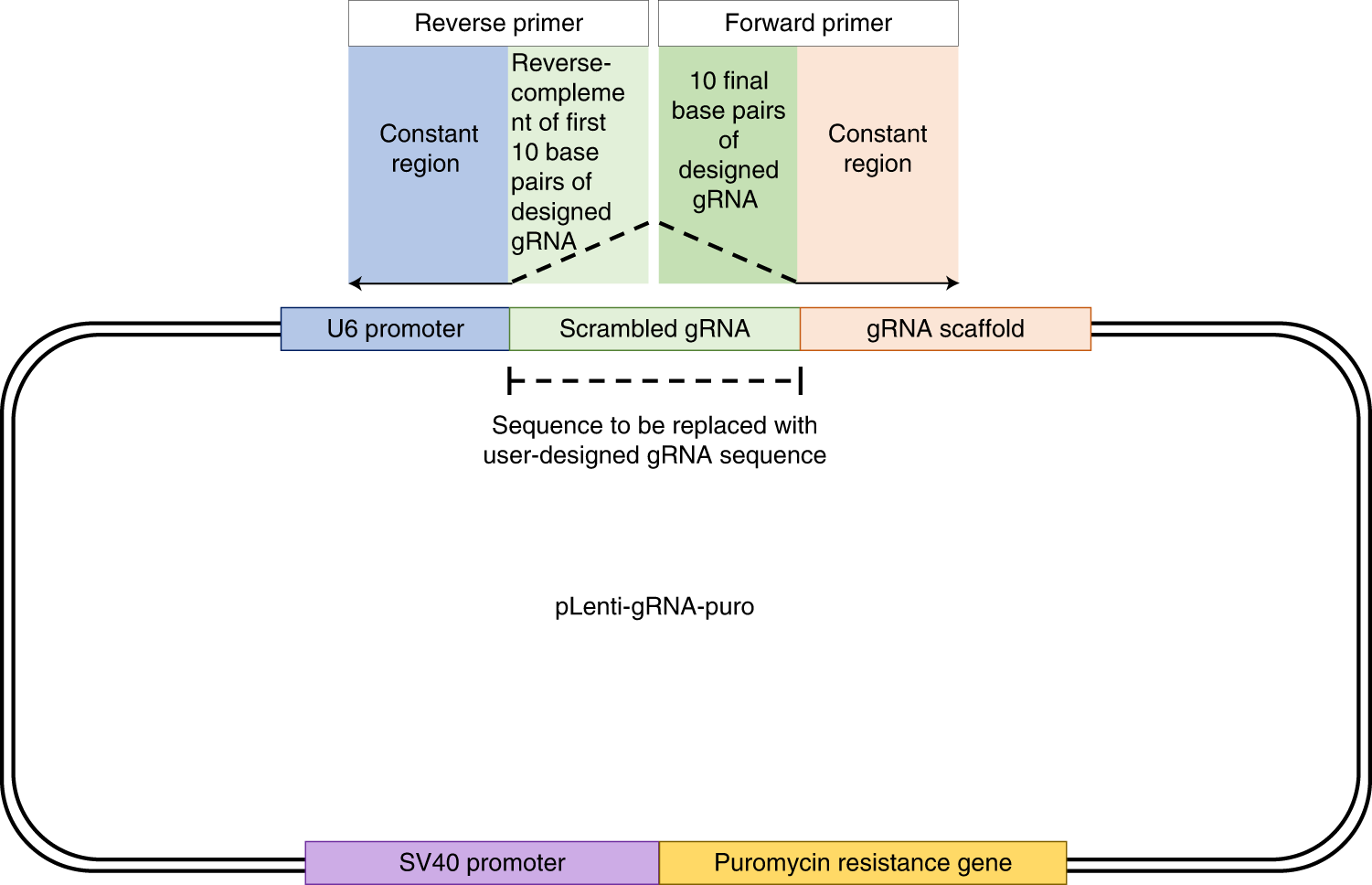 Fig. 4: Schematic illustration of forward and reverse primer design for synthesis of novel gRNA plasmids by site-directed mutagenesis.
