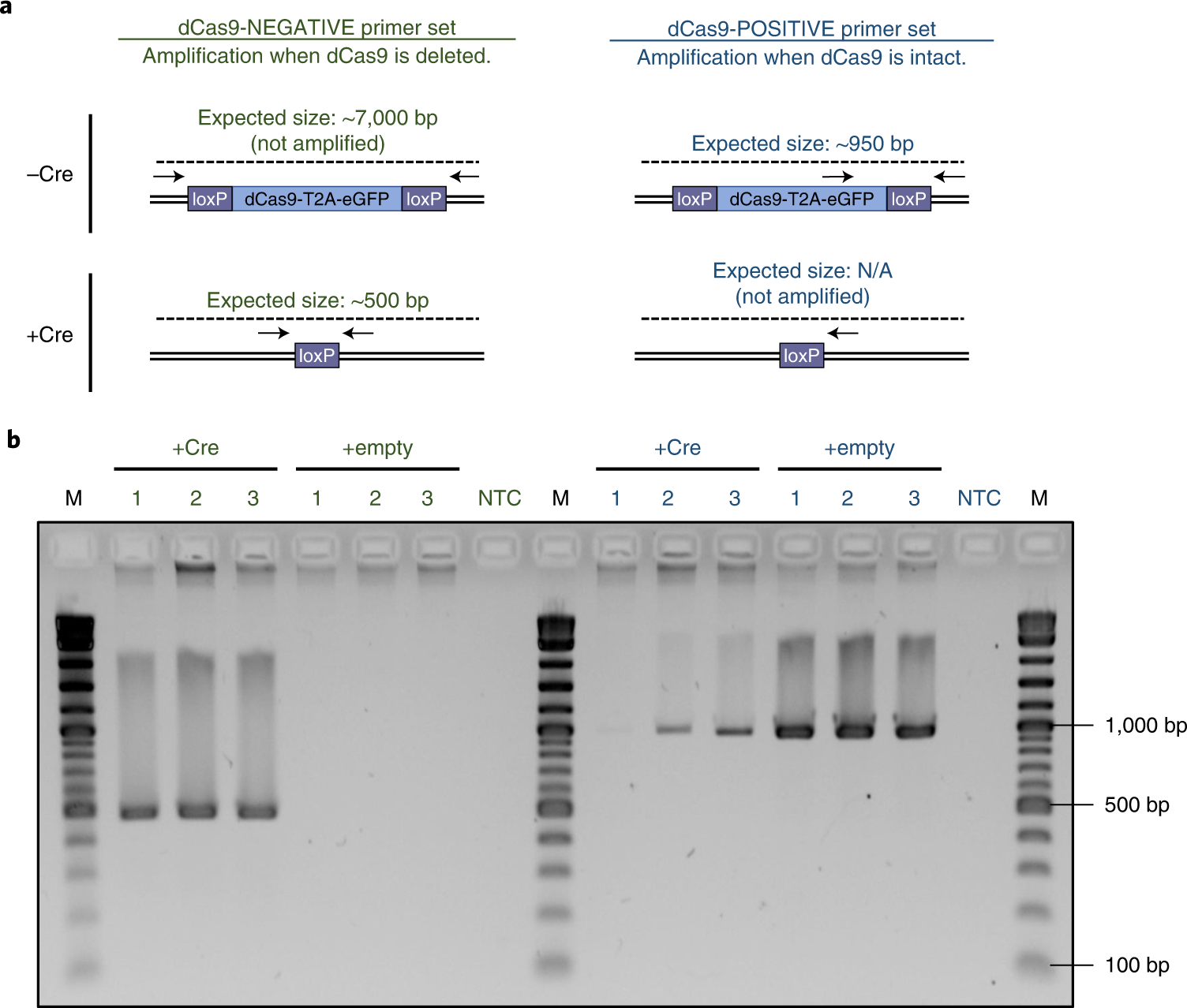 Fig. 5: Assessing deletion of dCas9 by Cre recombinase.