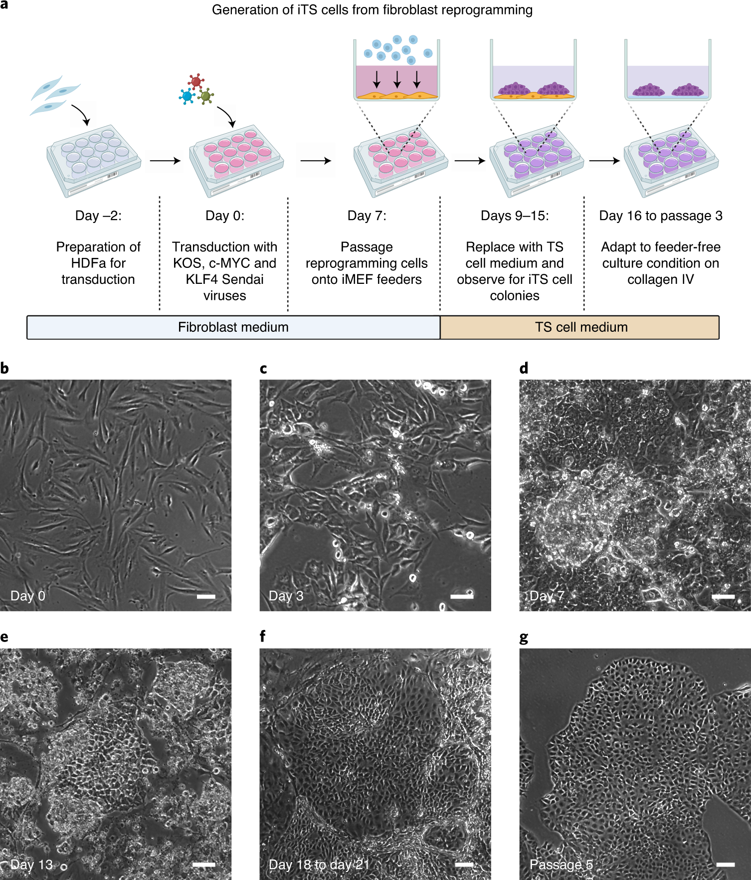 Fig. 2: Sendai virus transduction for iTS cell derivation.