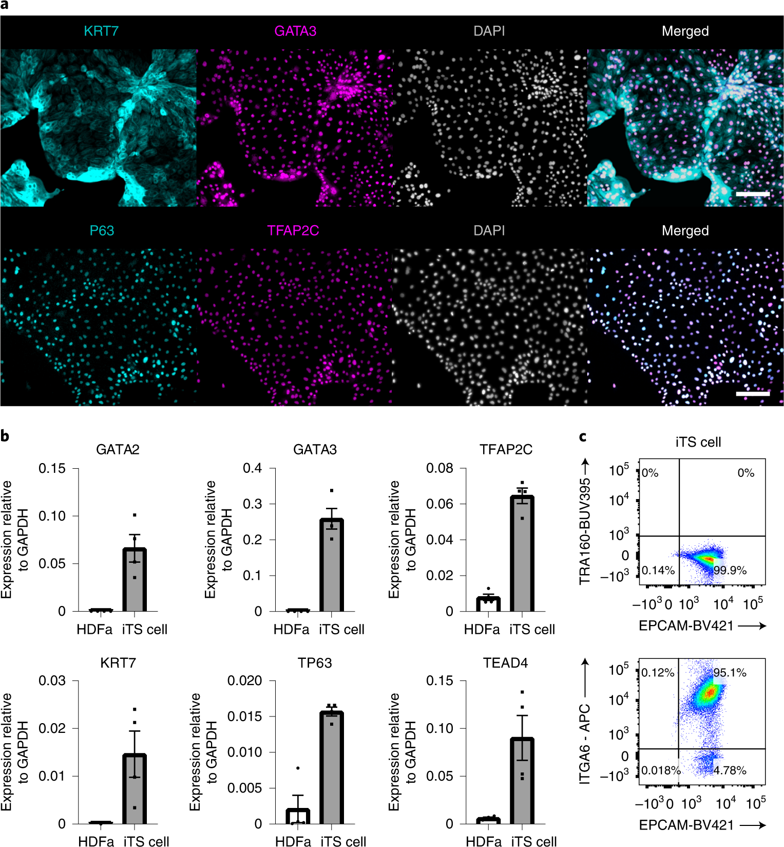 Fig. 4: Molecular characterization of iTS cells.