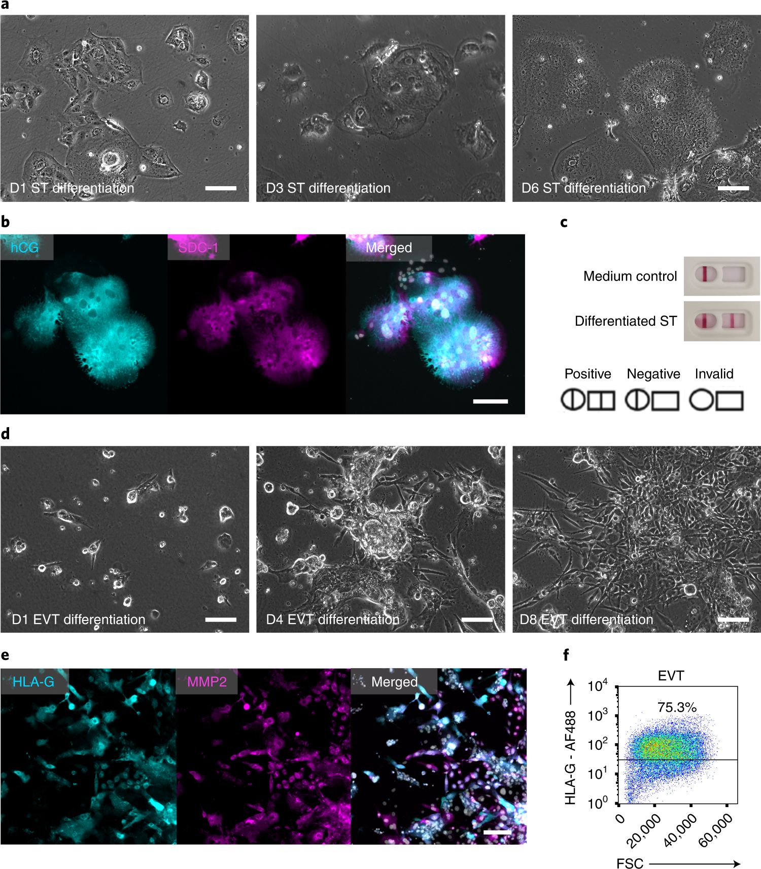 Fig. 5: iTS cell differentiation into STs and EVTs.
