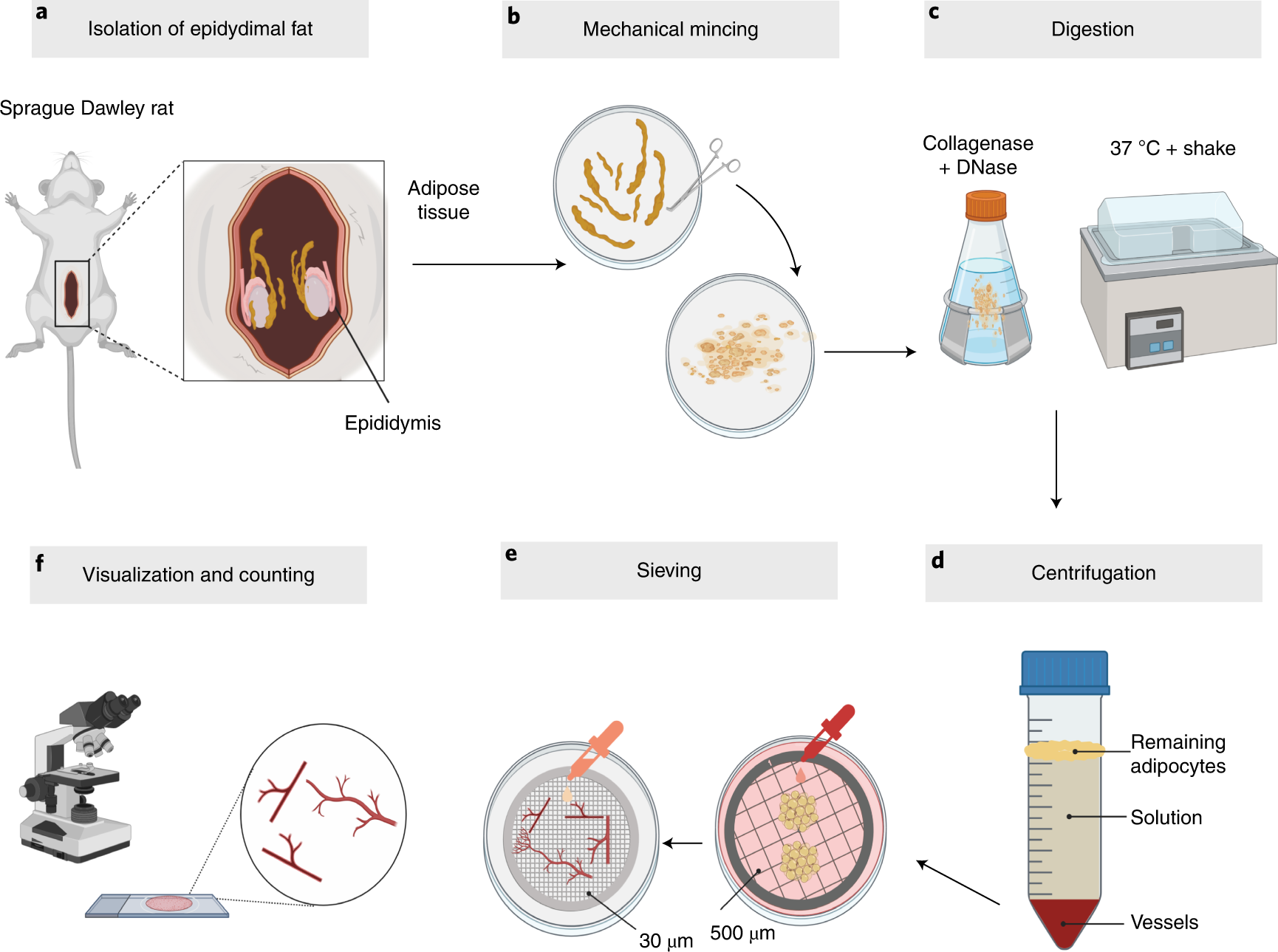 Fig. 1: Overview of MV isolation from rat epidydimal fat.