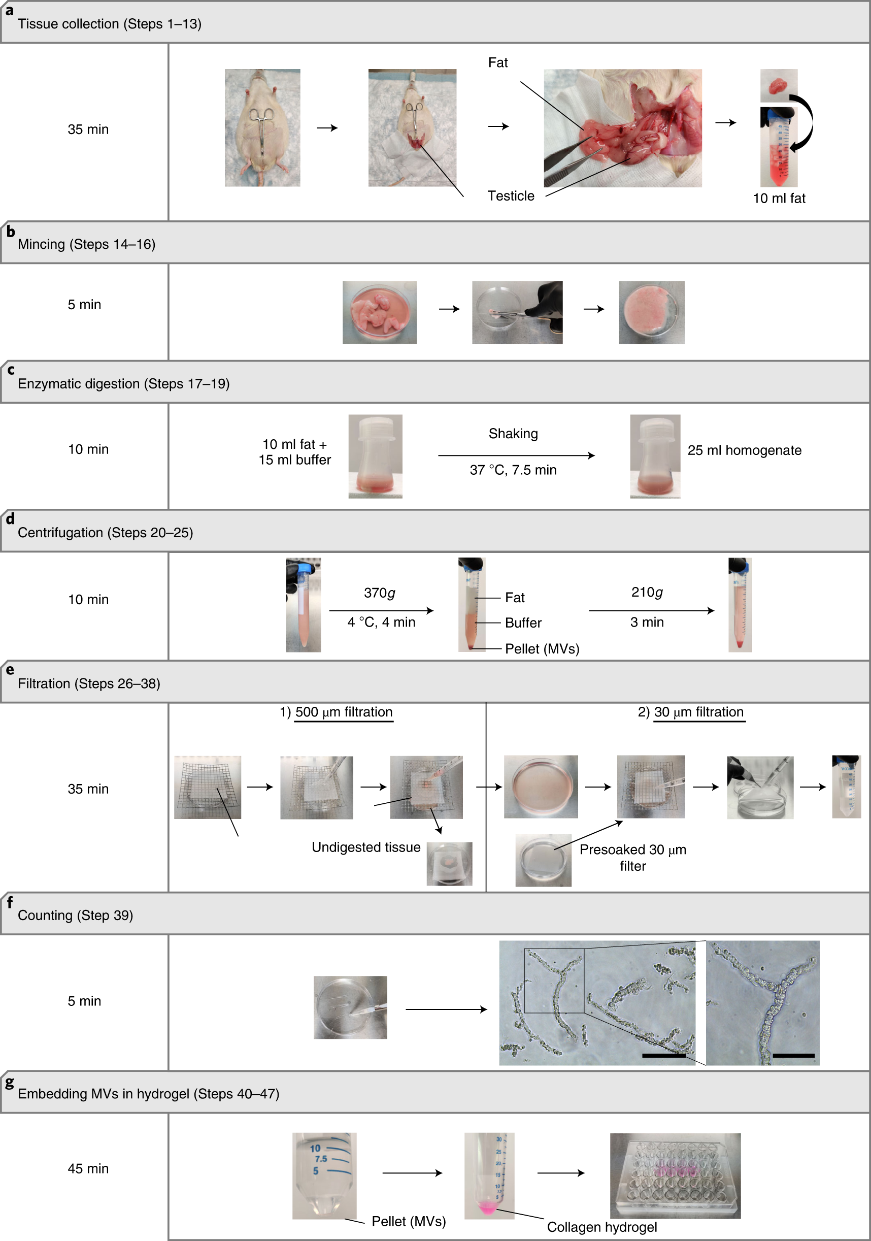 Fig. 2: Step-by-step visualization of the fat MV isolation procedure.