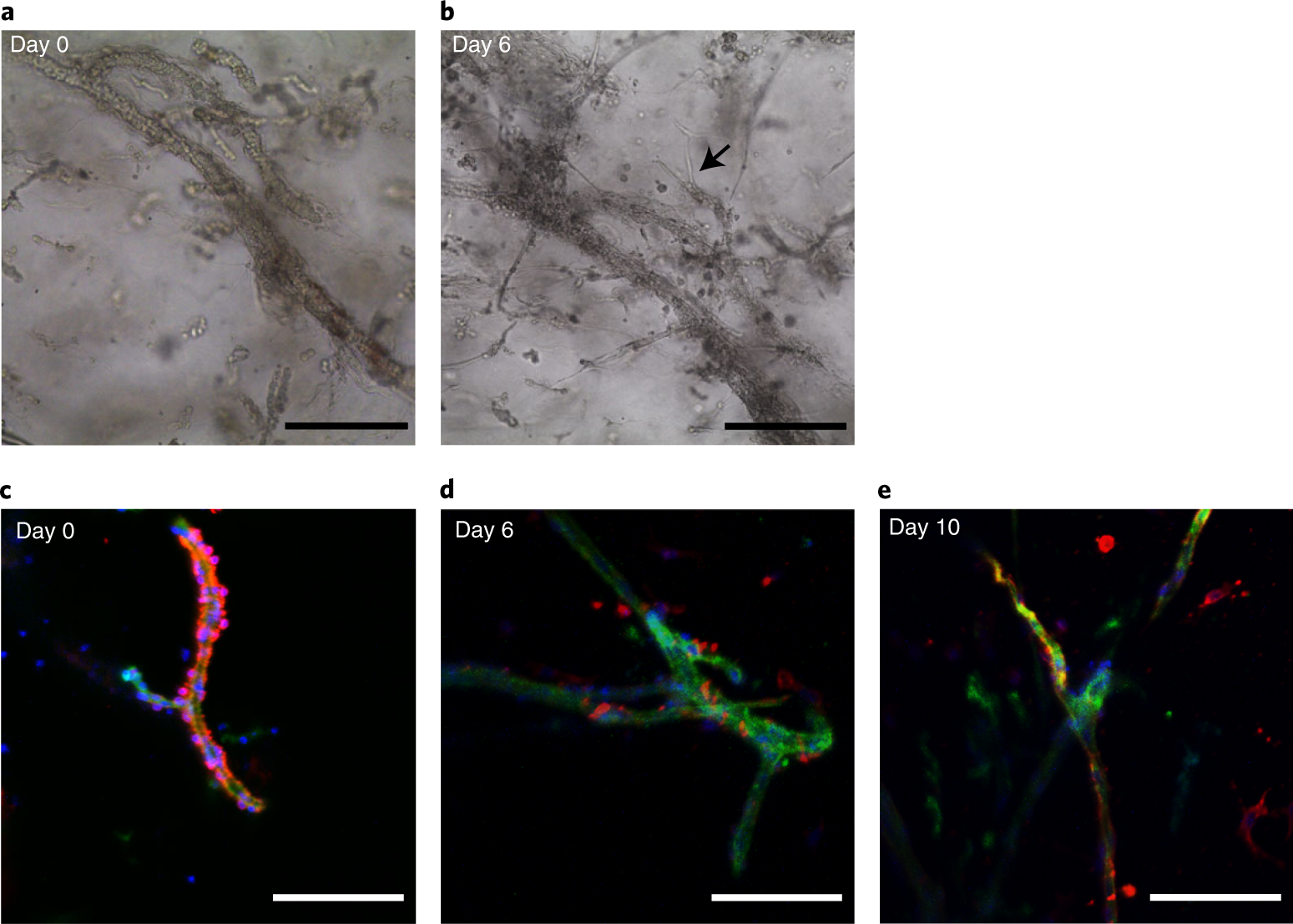 Fig. 3: 3D culture of MVs in collagen hydrogel.