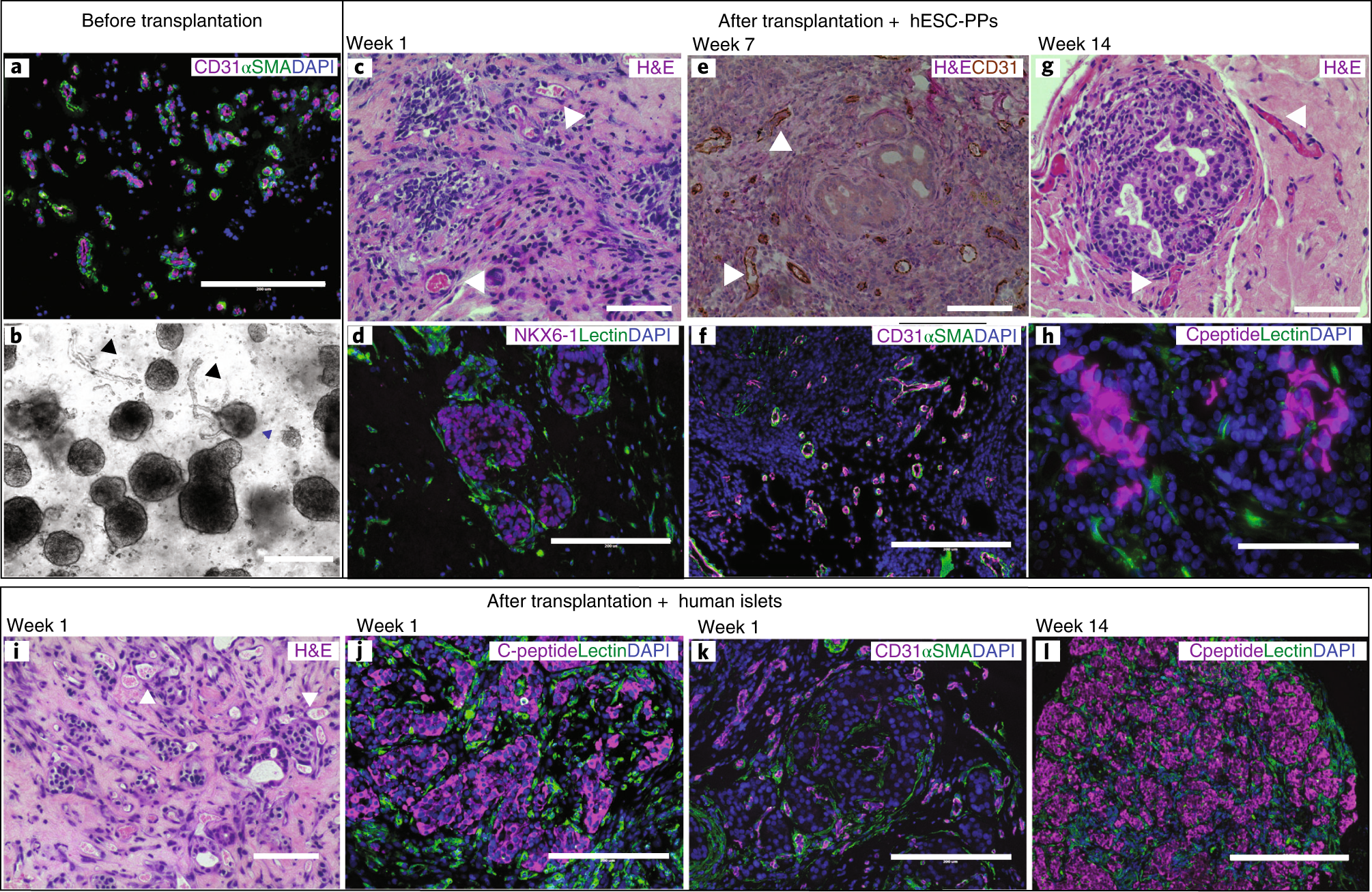 Fig. 5: Stepwise imaging of MV after isolation, embedding in hydrogels and transplantation in vivo.