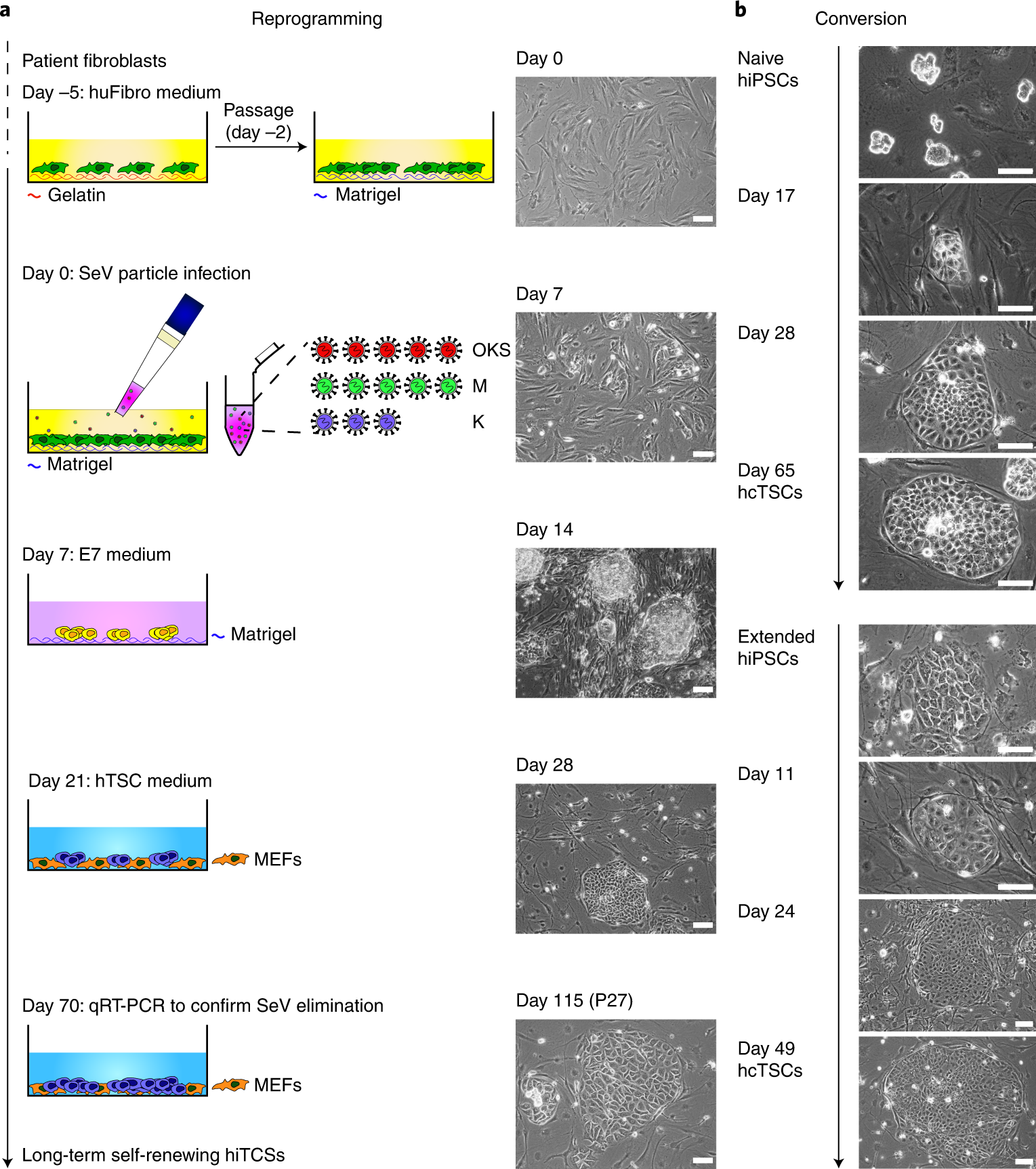Fig. 1: Morphological changes associated with hiTSC reprogramming and conversion.