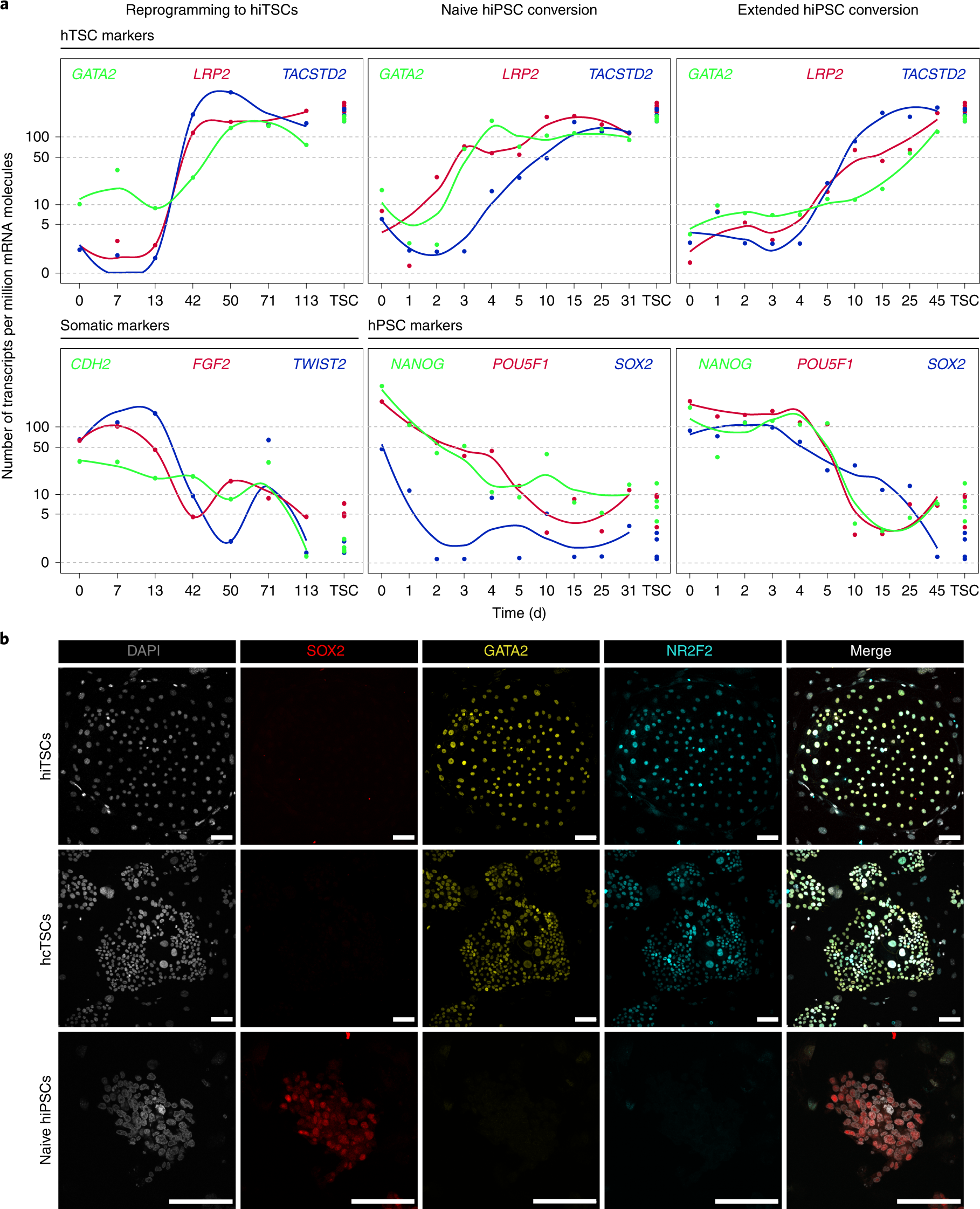 Fig. 3: Molecular validation of induced and converted hTSCs.