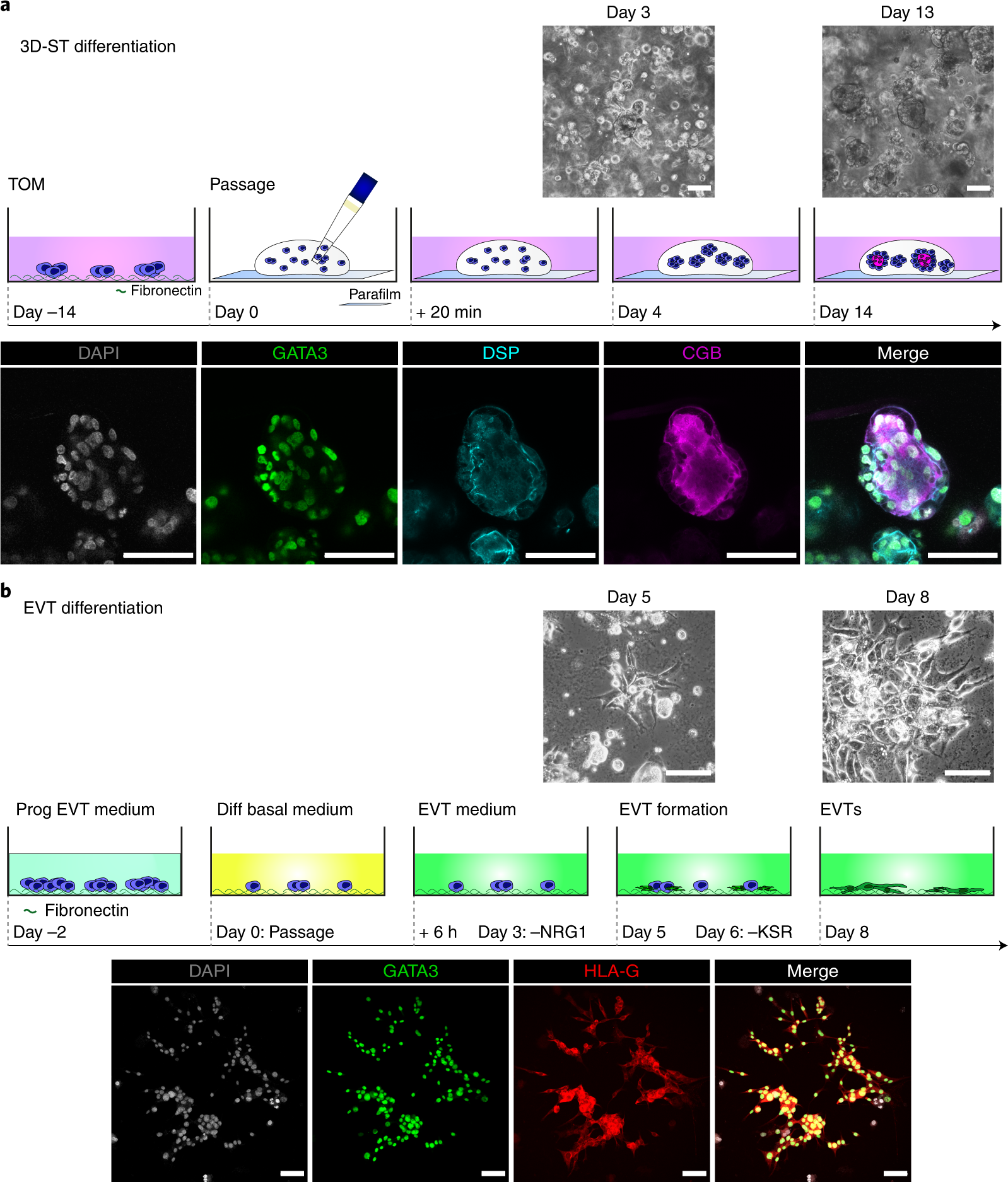 Fig. 4: Functional validation of hi/cTSC differentiation potential.