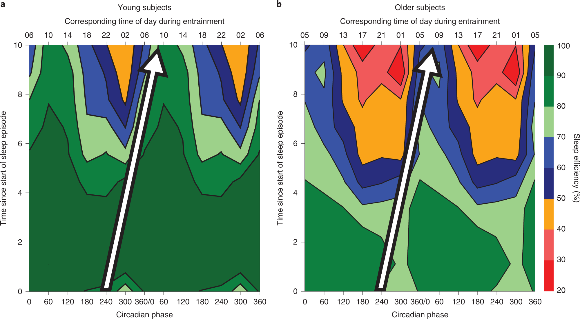 Fig. 5: Sleep efficiency of young participants and older participants during a 28-h T-cycle FD protocol.