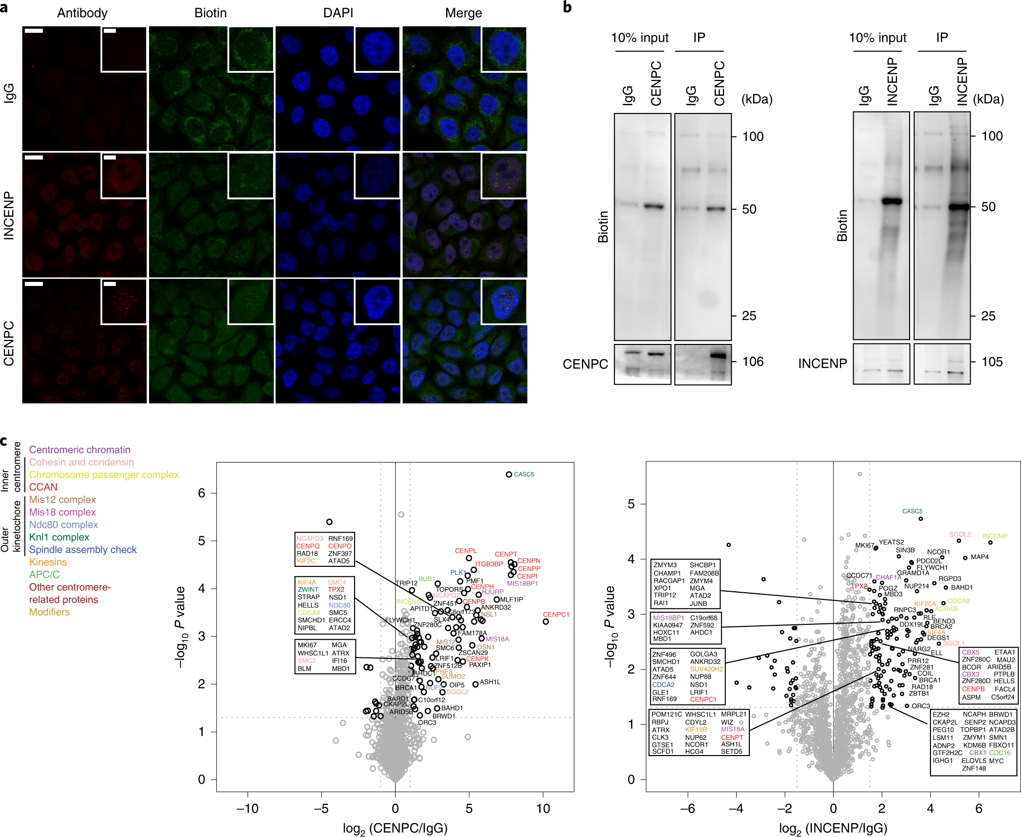 Fig. 3: Off-the-shelf proximity labeling using ProtA-TurboID application for centromere enrichment using the unfixed cells without nuclear isolation workflow.