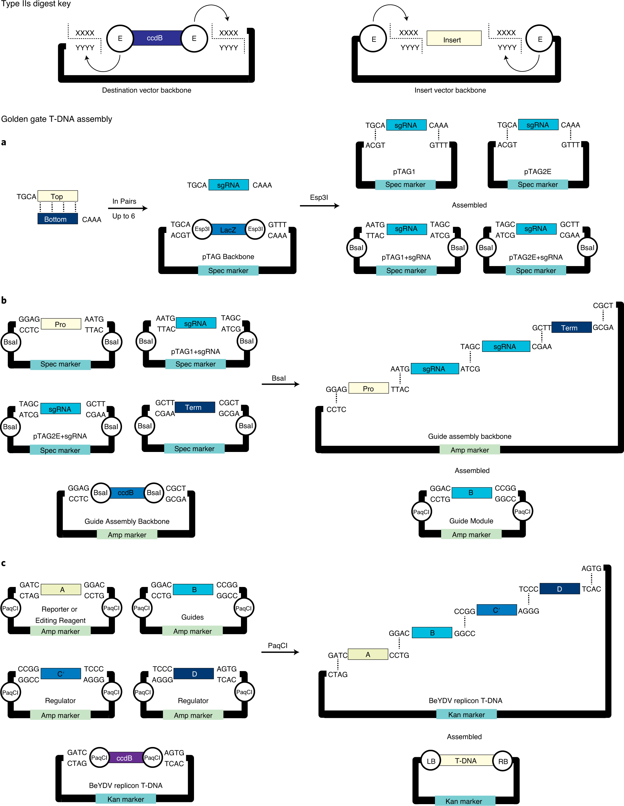 Fig. 2: Golden Gate assembly of T-DNA vectors.