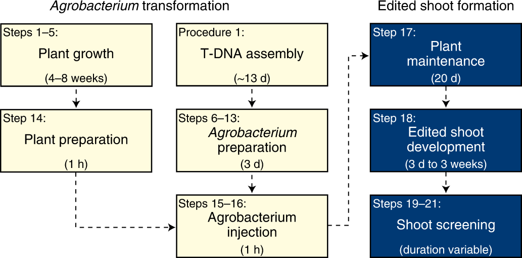 Fig. 5: Timeline for DD (Procedure 2).