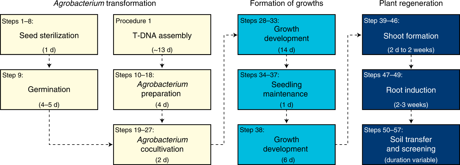 Fig. 6: Timeline for Fast-TrACC (Procedure 3).