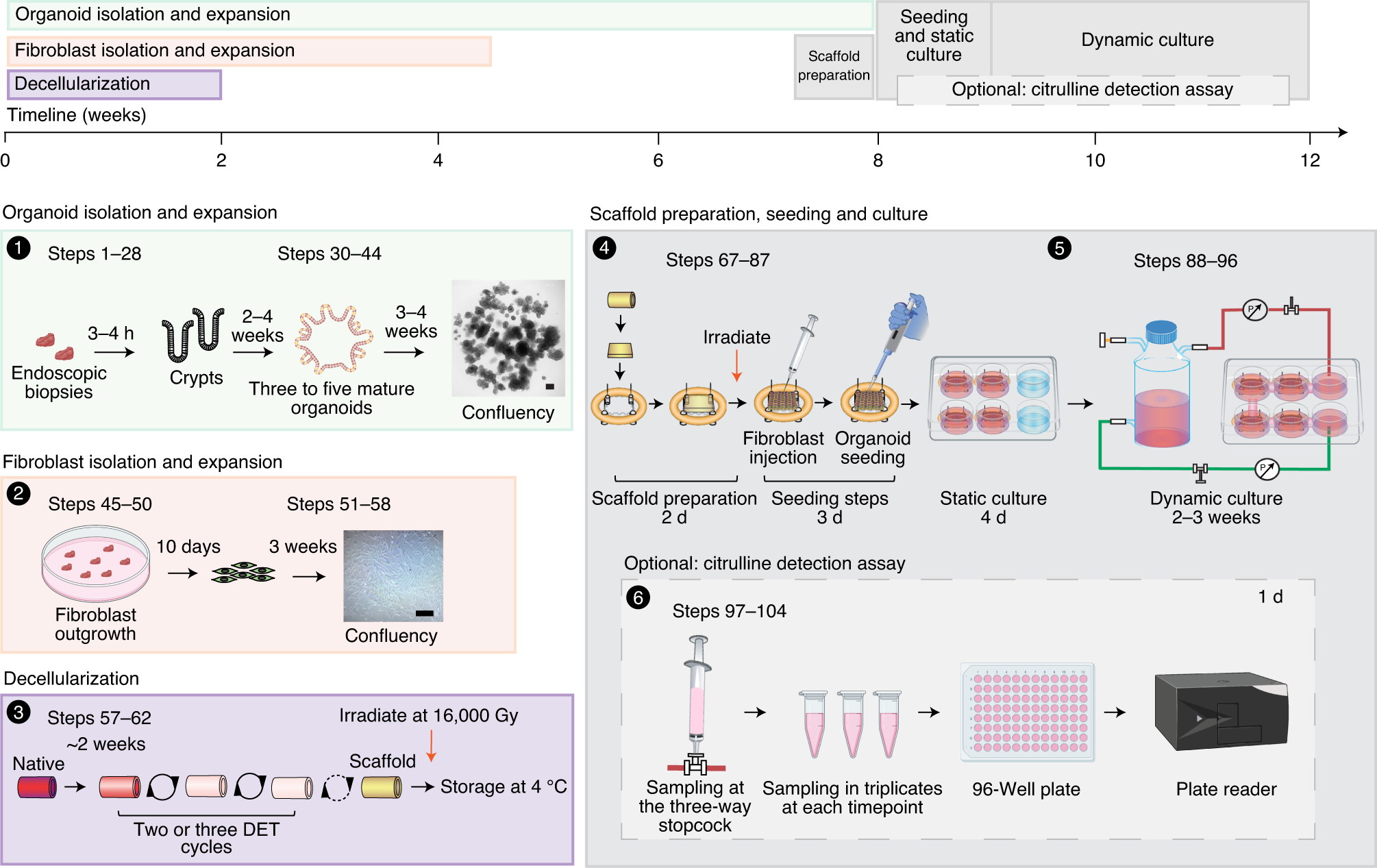 Fig. 1: Overview of the protocol steps.