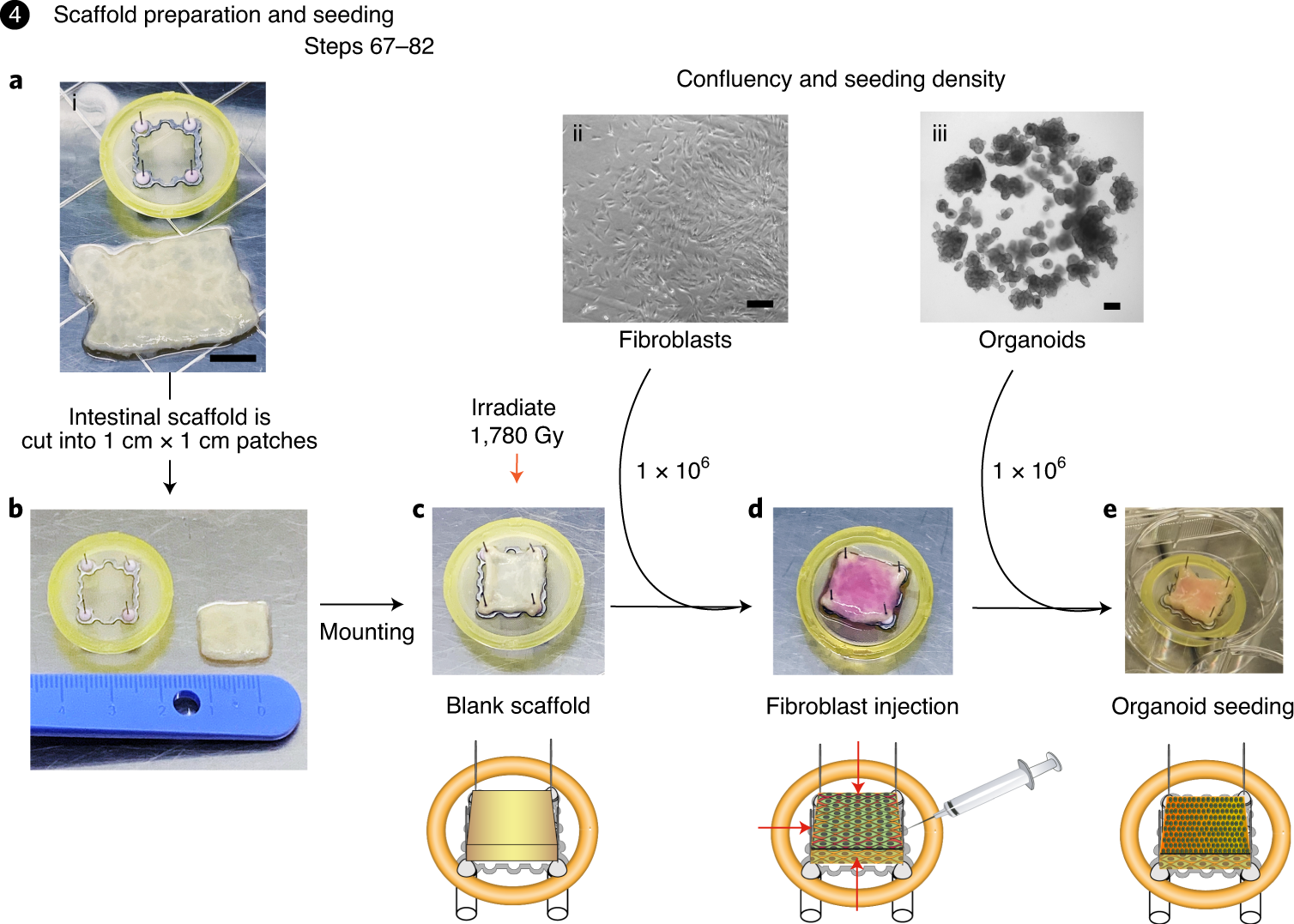Fig. 4: Recellularization of the scaffold in static culture.