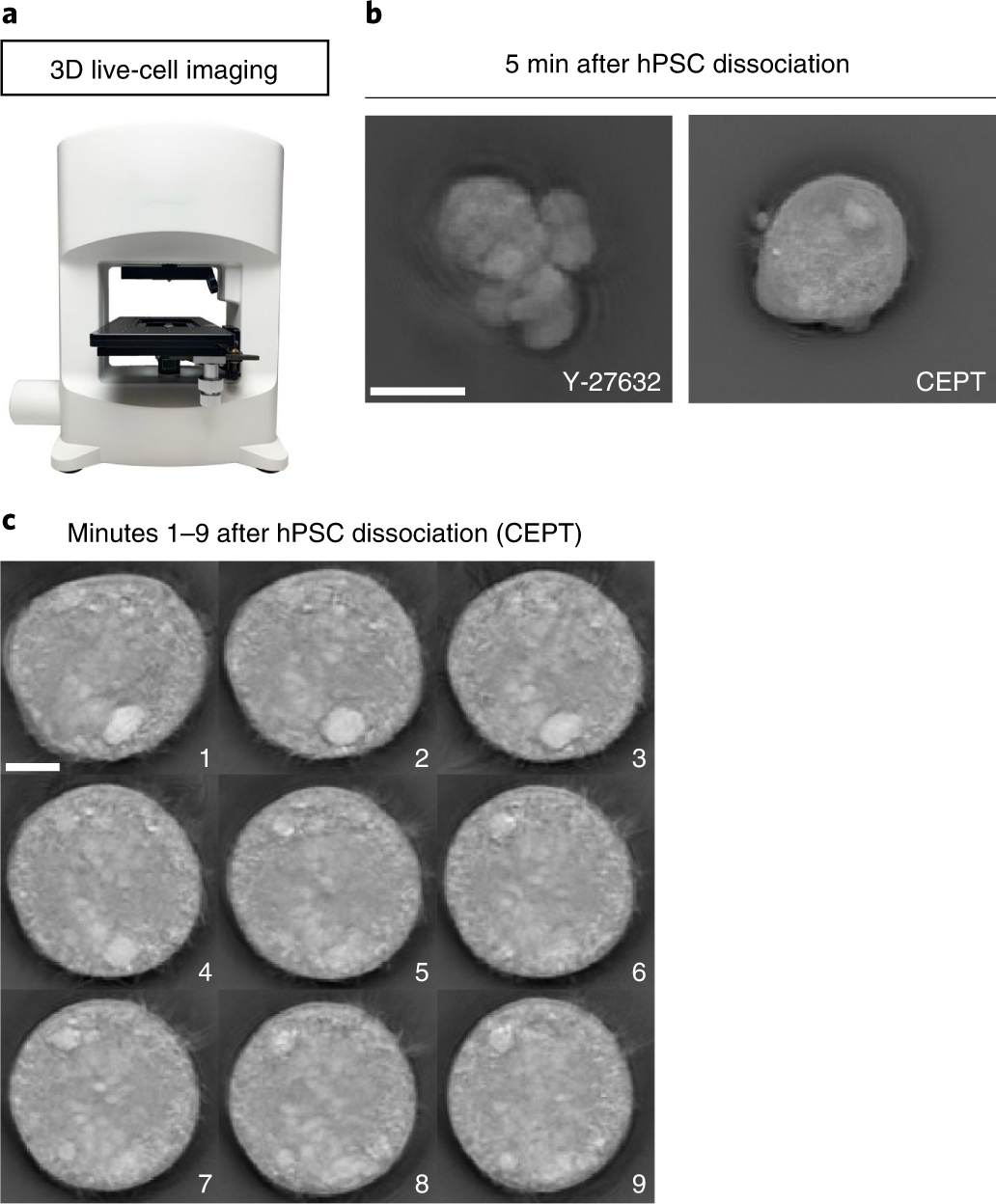 Fig. 1: Live-cell imaging of acutely dissociated hPSCs.