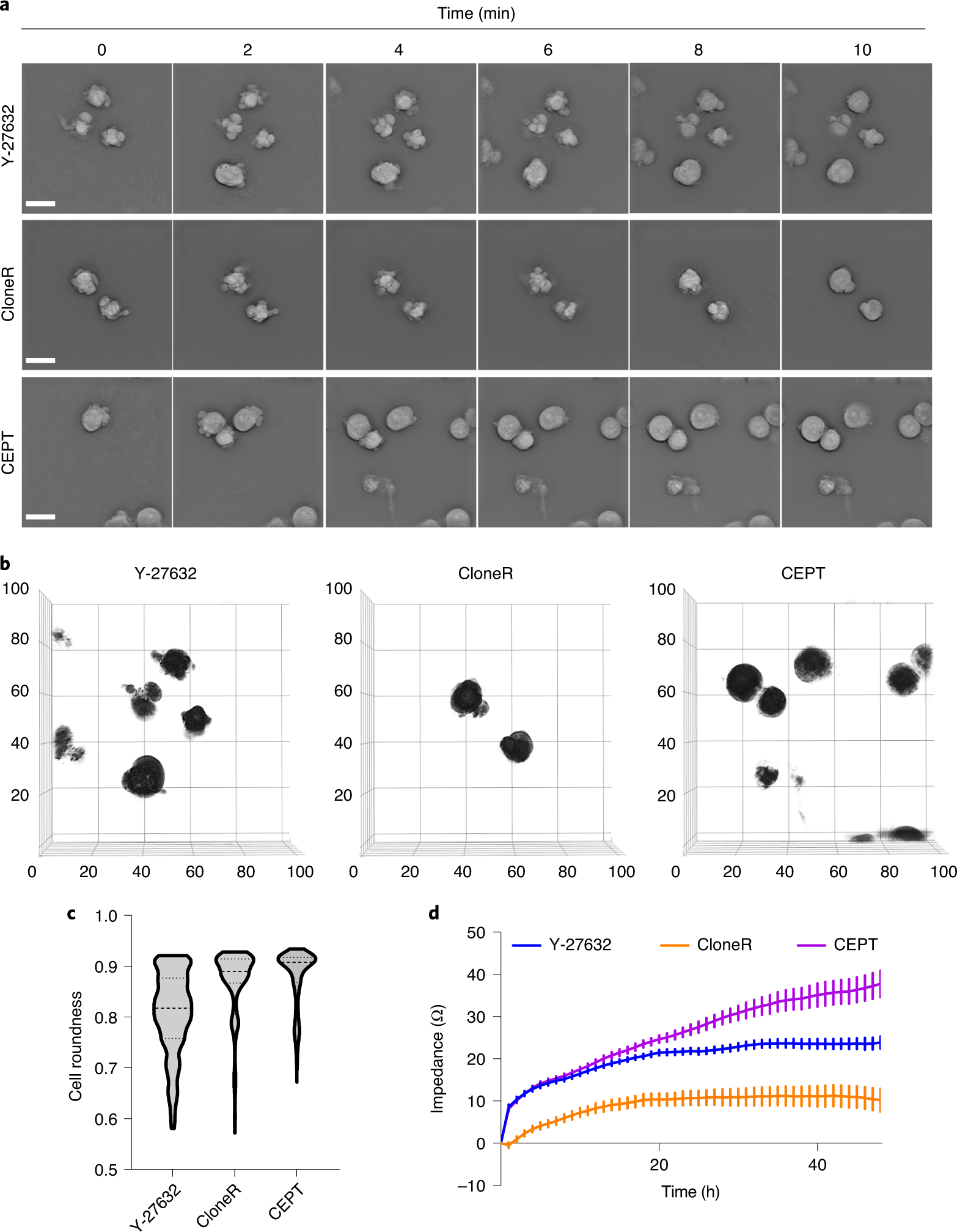 Fig. 2: Cell morphology and cell adhesion profile of dissociated hPSCs after treatment with Y-27632, CloneR or CEPT.