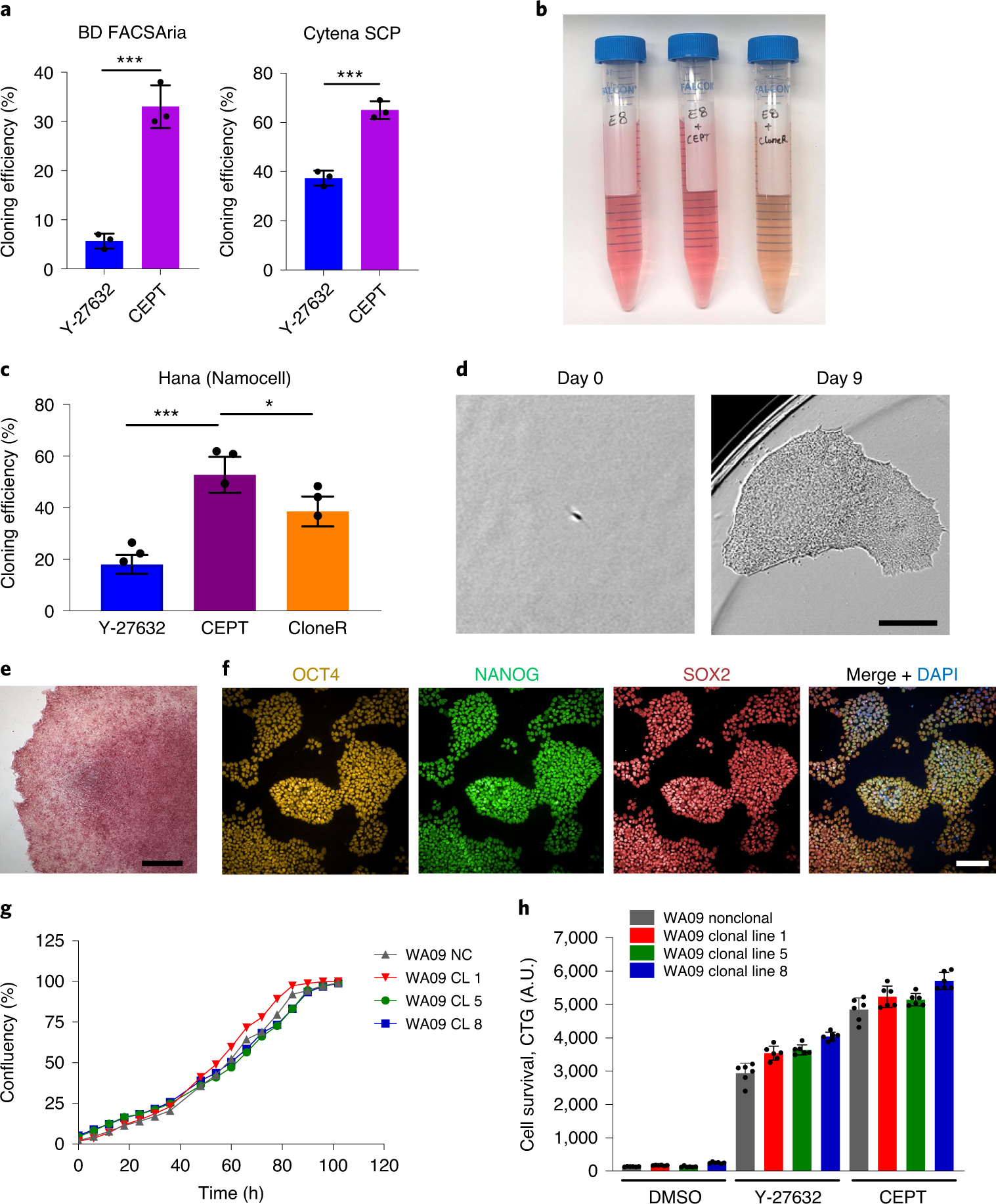 Fig. 3: CEPT improves single-cell cloning efficiency and maintains pluripotency.