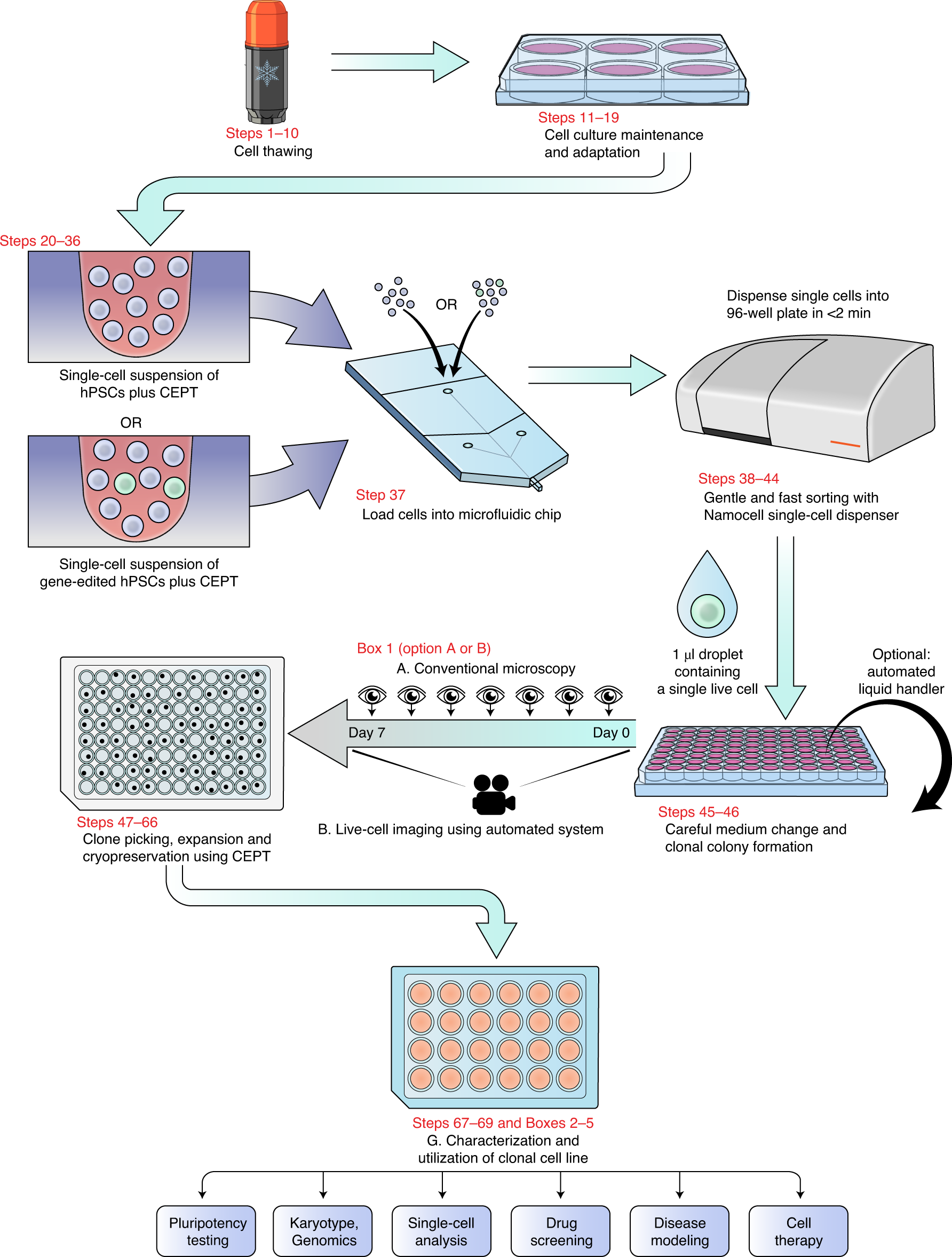 Fig. 4: Scalable single-cell cloning workflow for hPSCs.