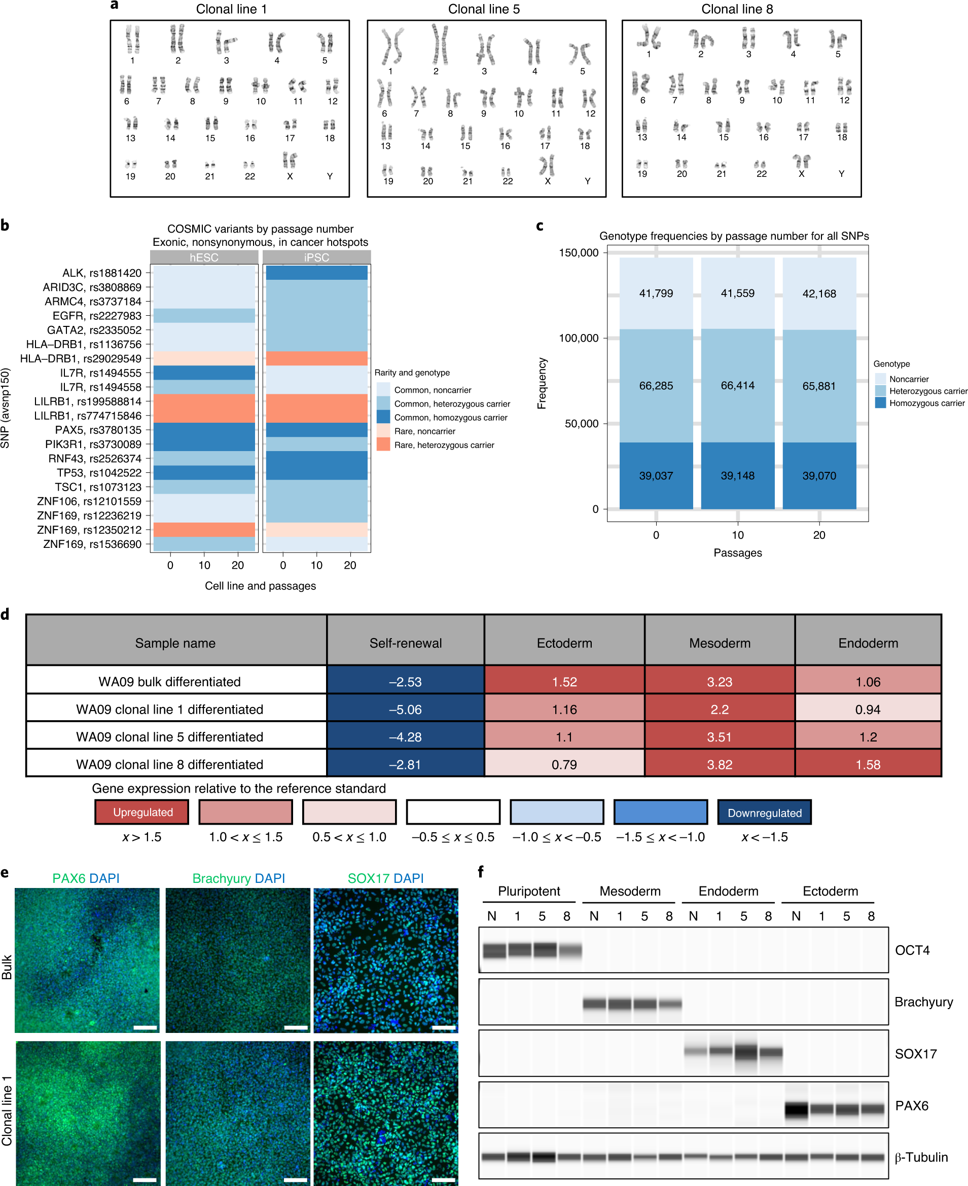 Fig. 6: Karyotype analysis, WES and multilineage differentiation of clonal cell lines.