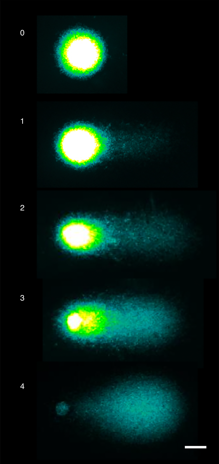 Fig. 13: Representative images of comets classified in five different classes for visual scoring.