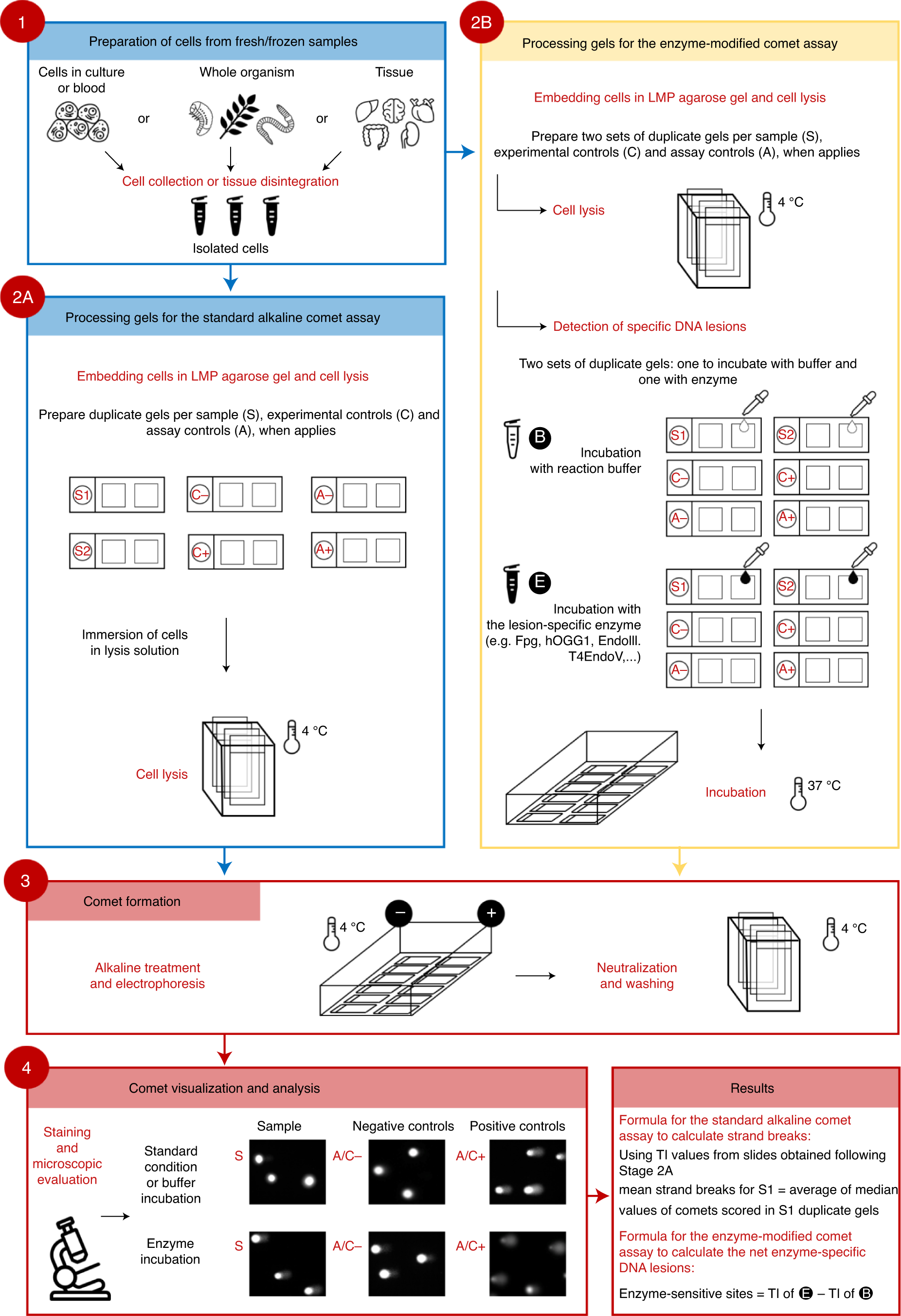 Fig. 1: Overview of the standard and the enzyme-modified comet assay protocols.