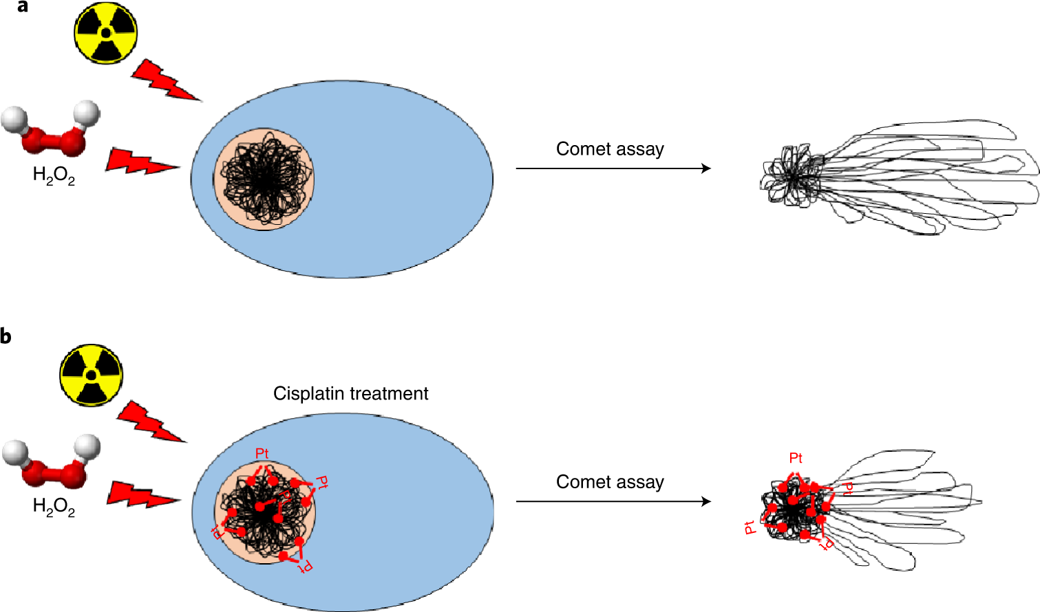 Fig. 2: A schematic representation of interstrand crosslinks (ICLs) formation by cisplatin and detection with a variant of the alkaline comet assay.
