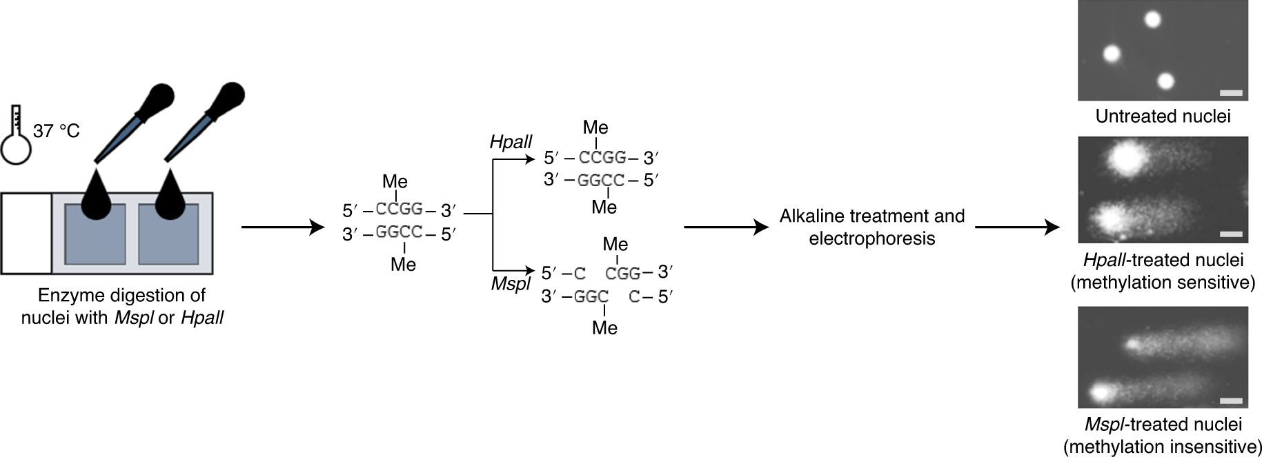 Fig. 8: Principle of the DNA methylation-sensitive comet assay.