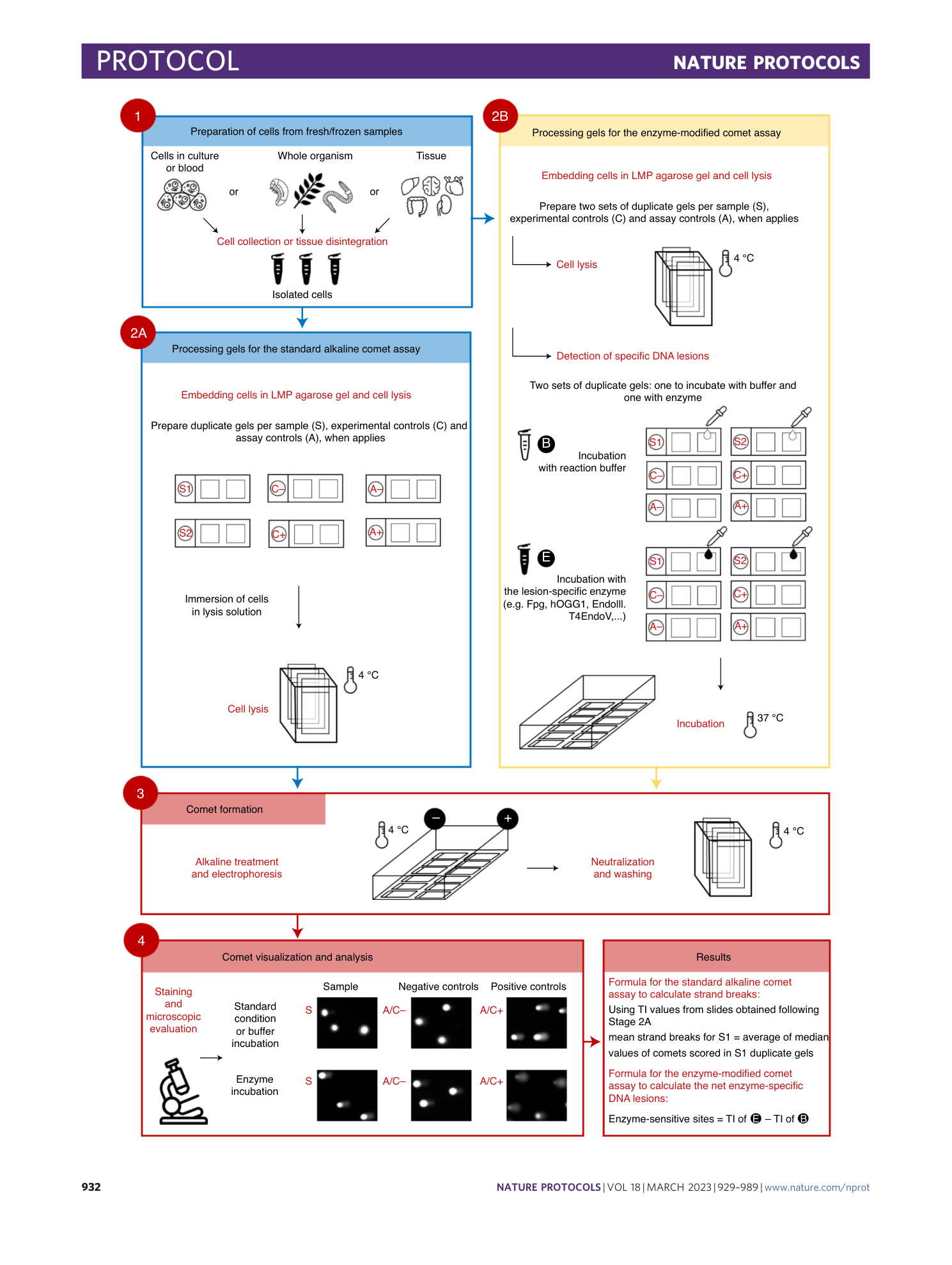 page-4