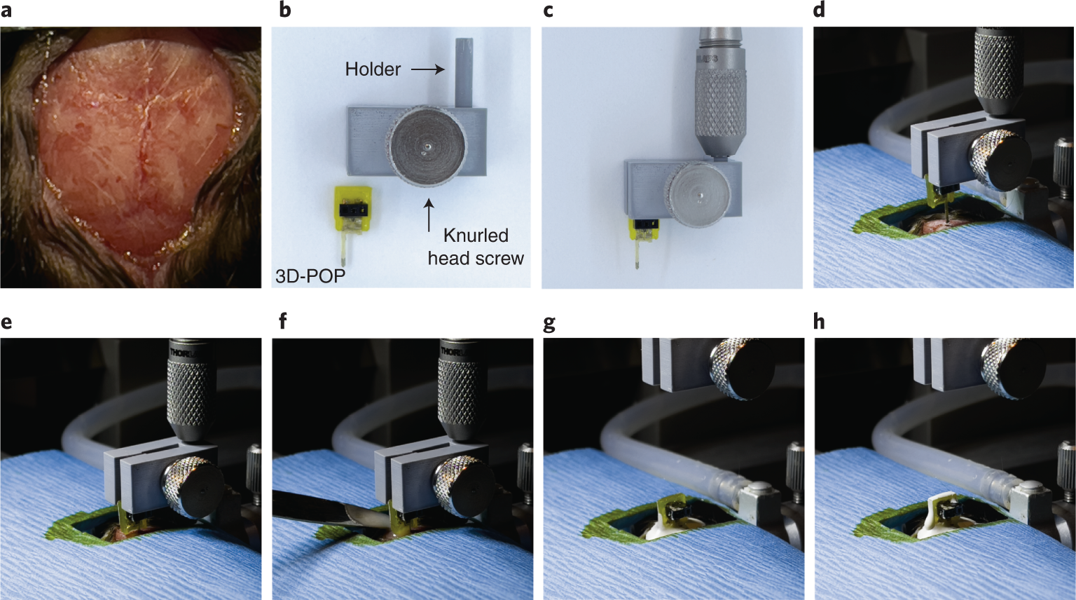Fig. 6: Surgical procedure for the implantation of a 3D-POP into a mouse brain.