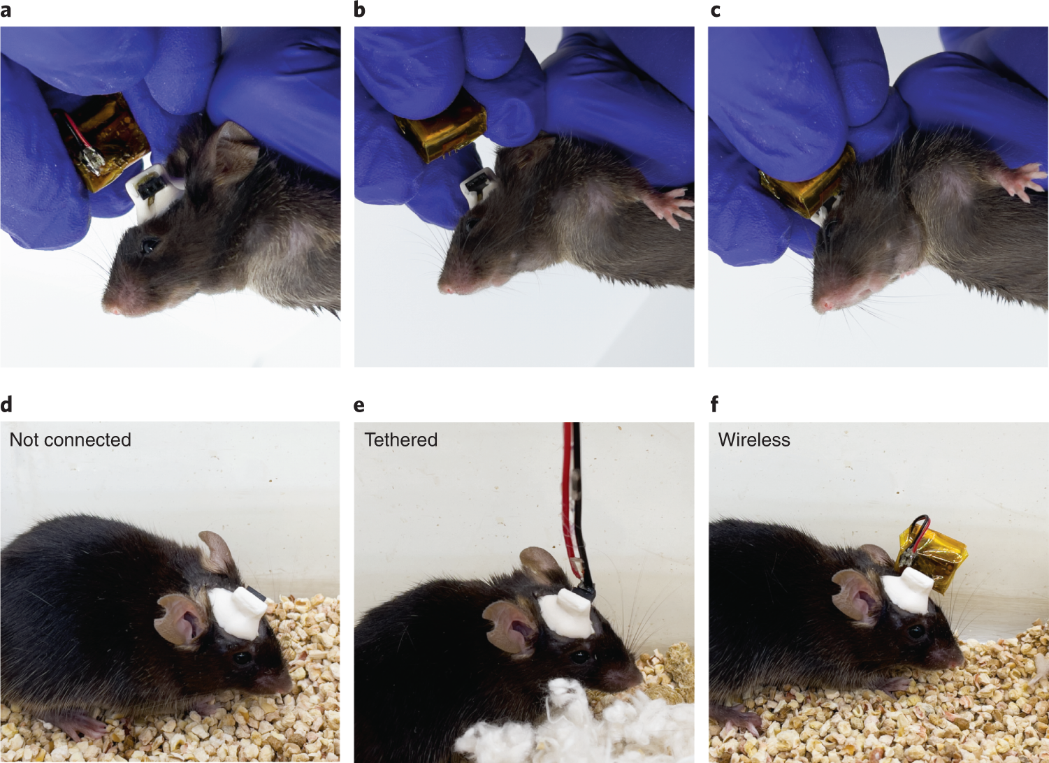 Fig. 7: In vivo behavioral study.