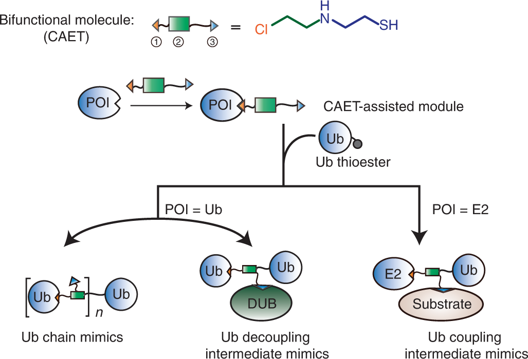 Fig. 1: Schematic overview of the CAET-assisted strategy.