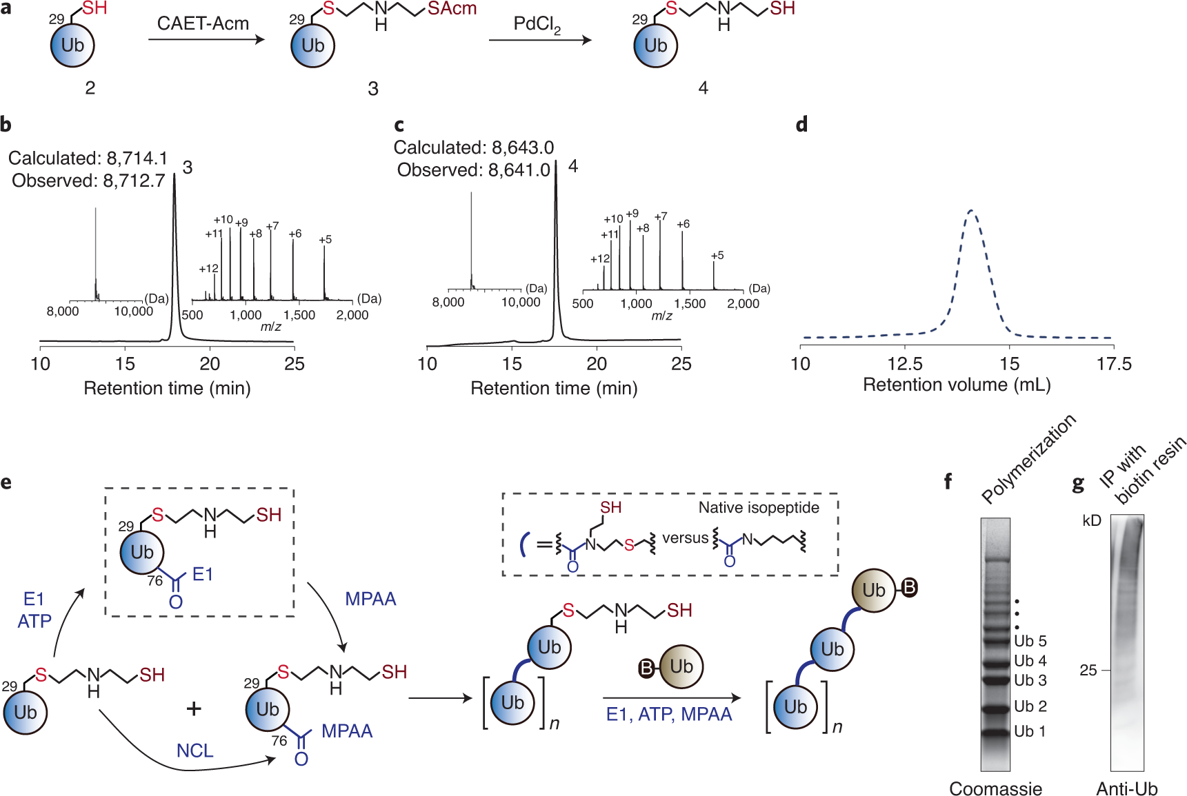 Fig. 3: Synthesis and characterization of K29-Ub chain mimics.