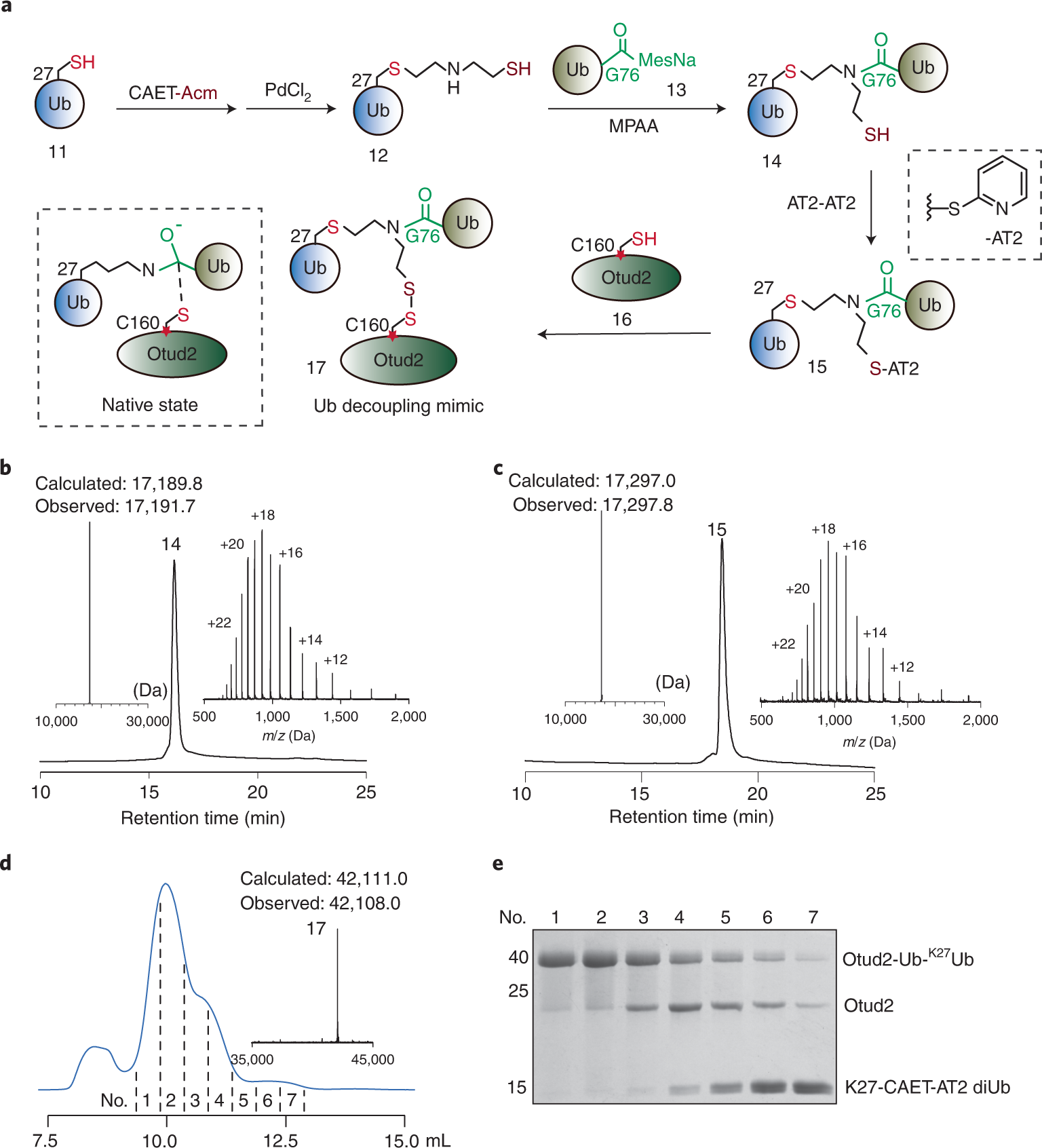 Fig. 5: Synthesis and characterization of Otud2-Ub-K27Ub.
