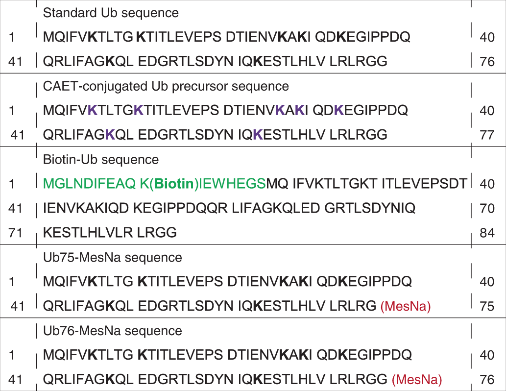 Fig. 7: Ub sequences and modifications.
