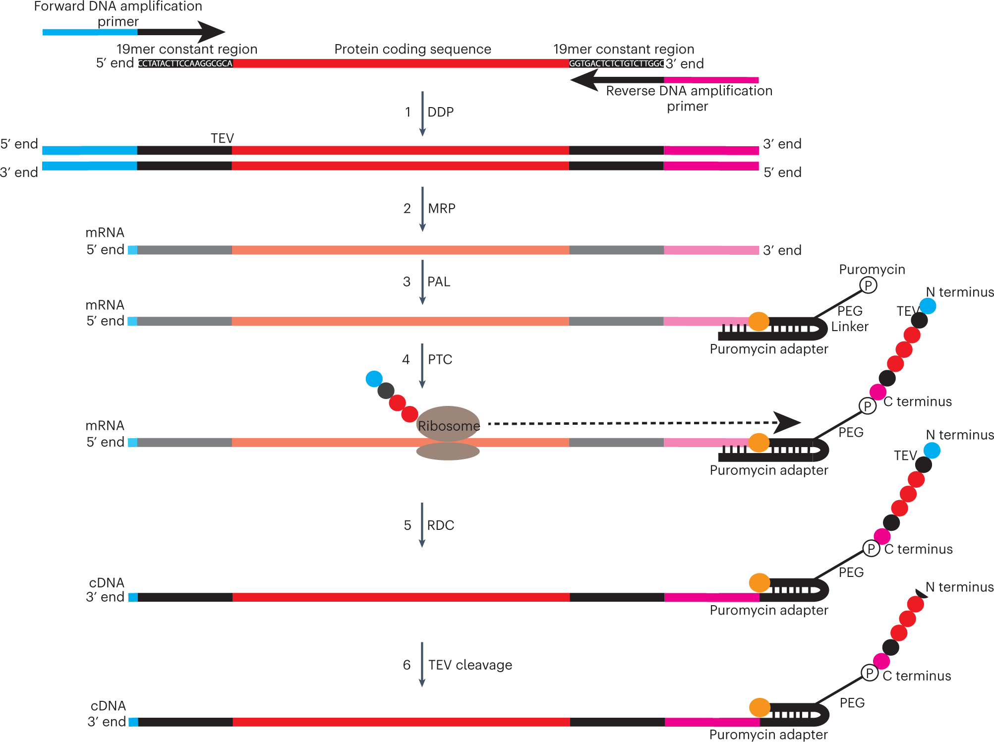 Fig. 3: Synthesis of DNA-barcoded peptide libraries.