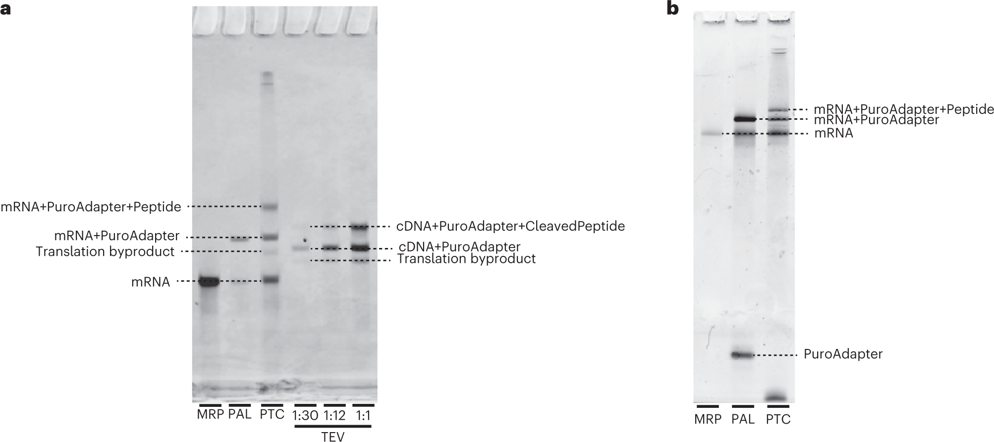 Fig. 6: Gel images showing expected products from Stage II of the protocol.