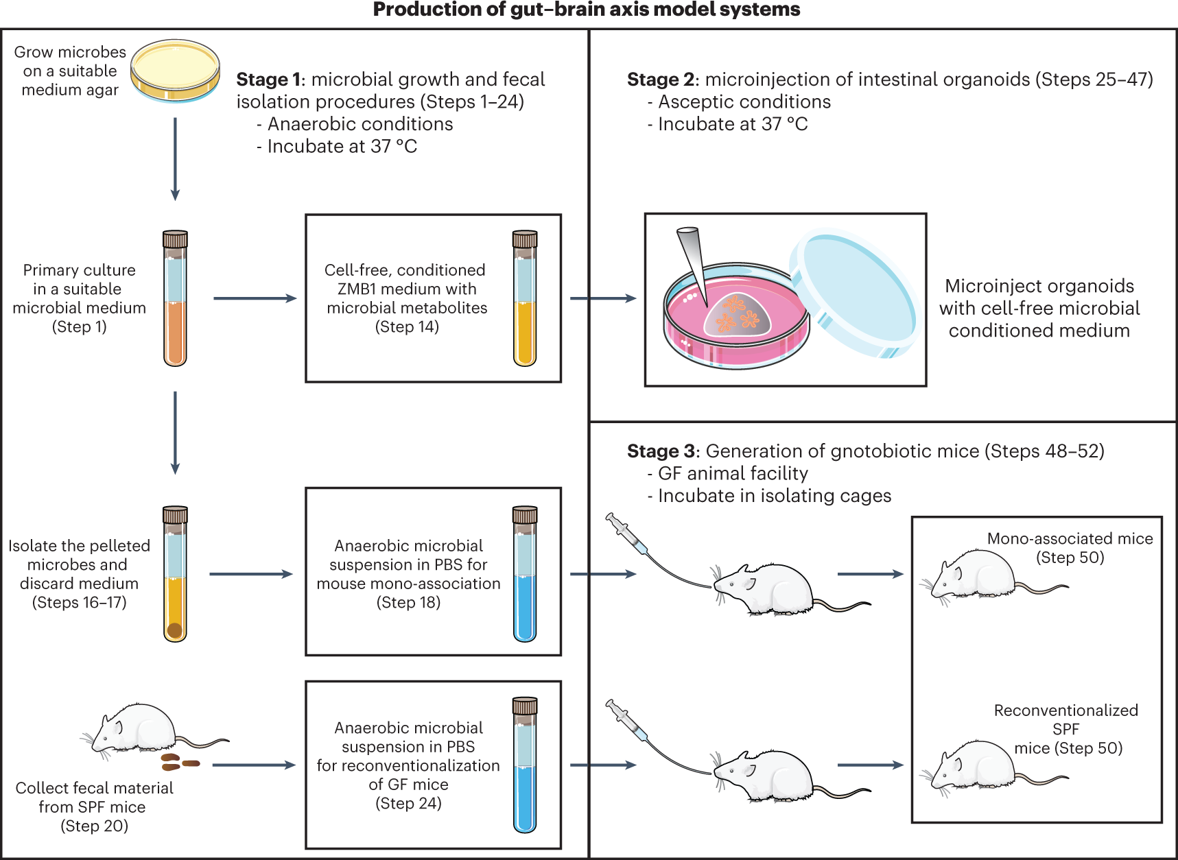 Fig. 1: General workflow used to prepare the different types of microbiome models studied in this protocol.
